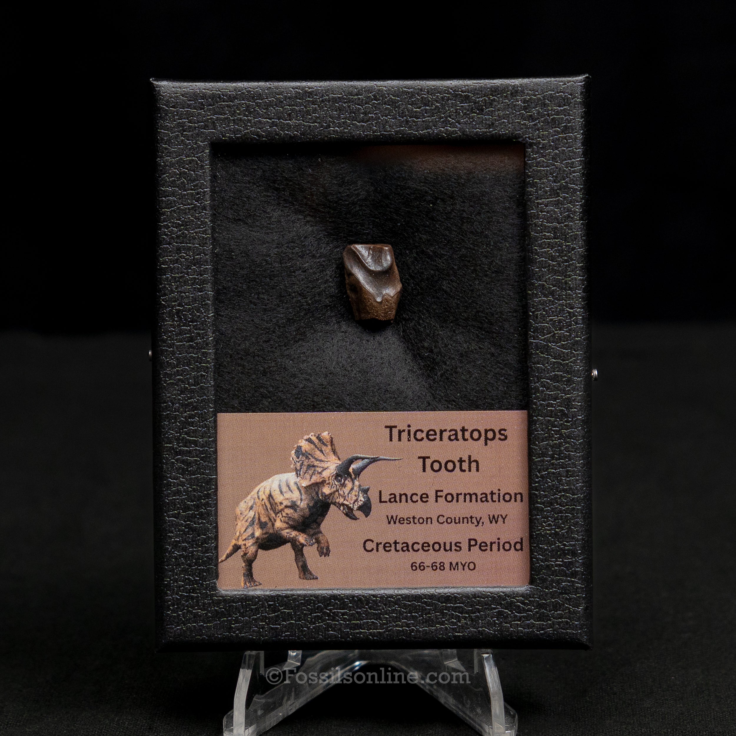 Triceratops Tooth Sm Case Lance FM