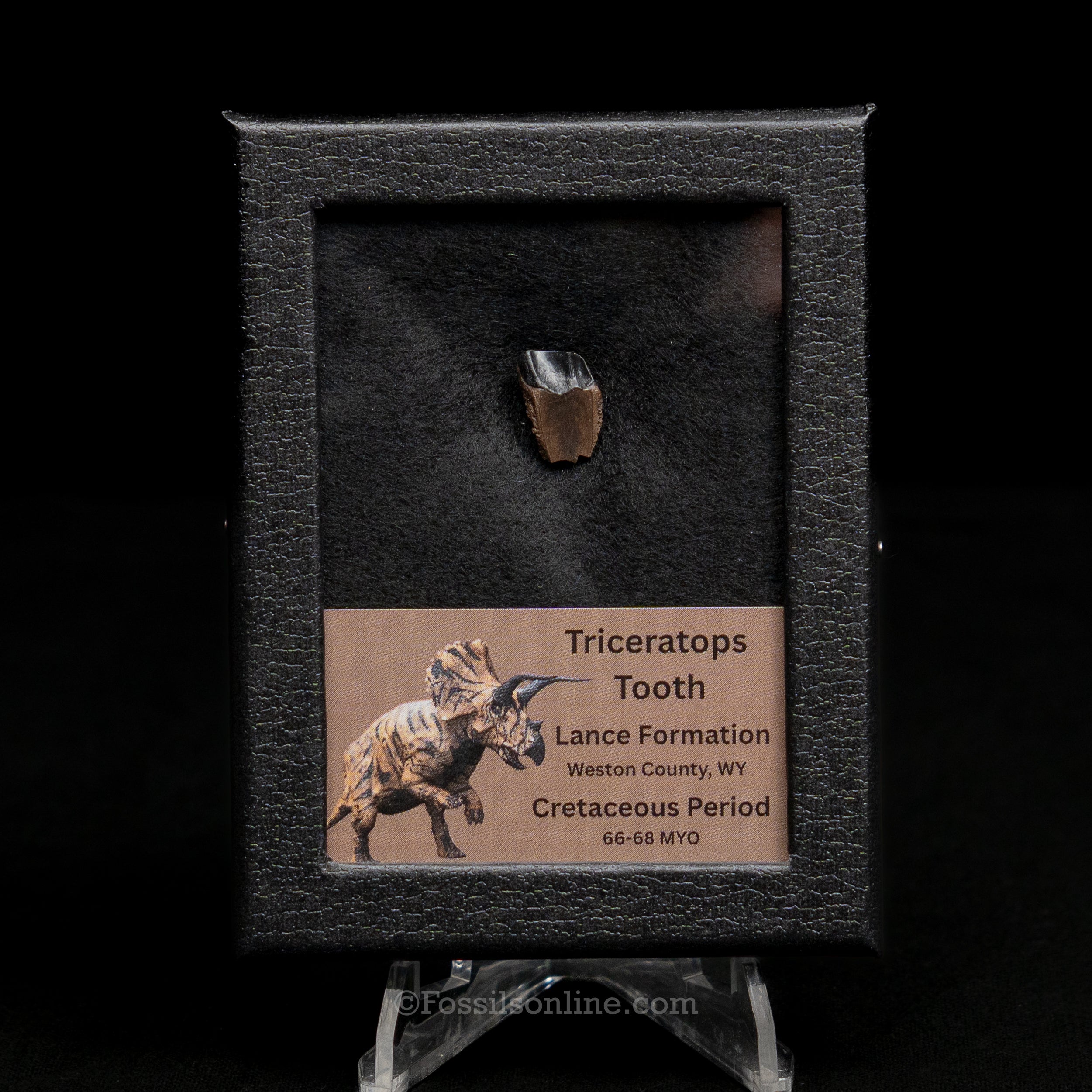 Triceratops Tooth Sm Case Lance FM