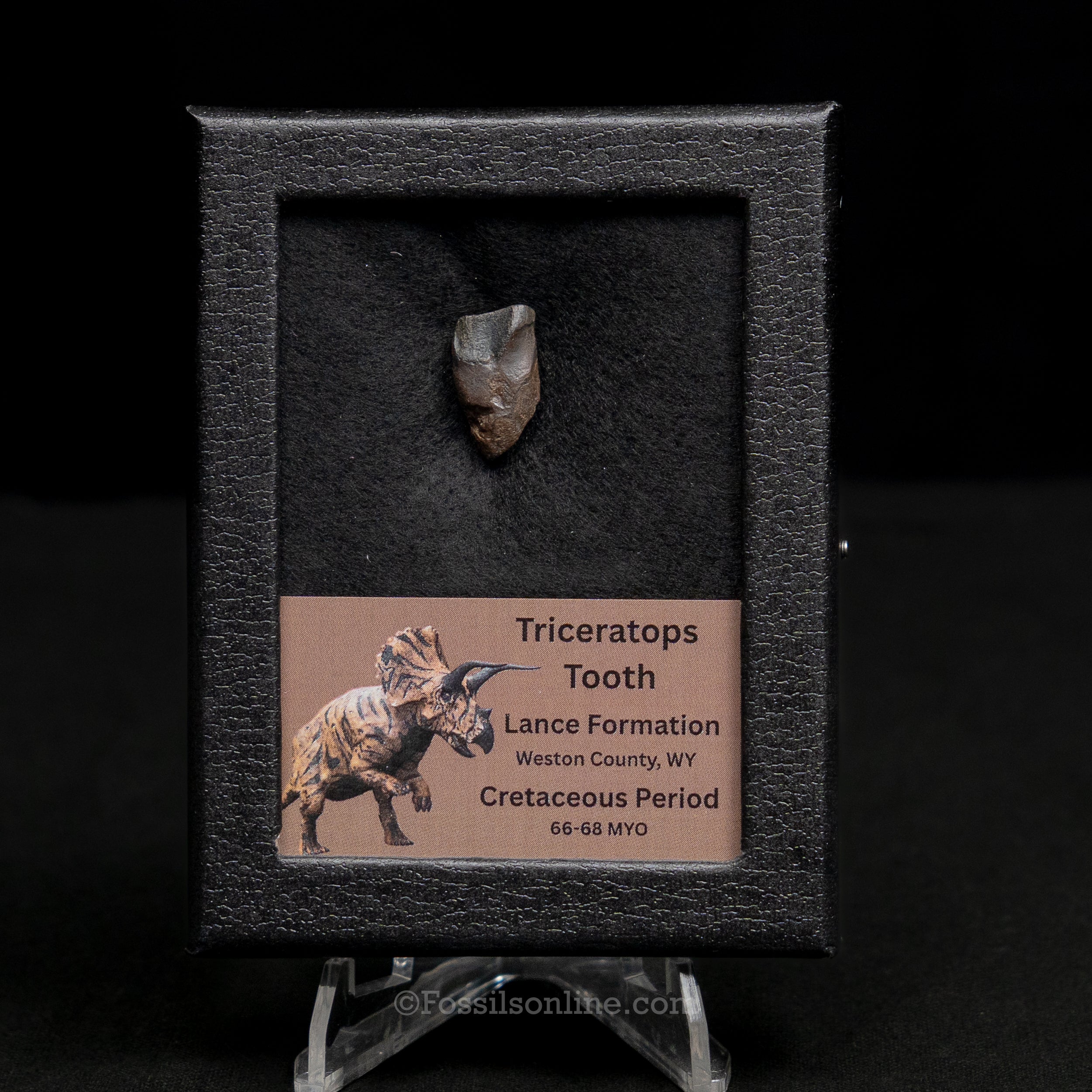 Triceratops Tooth Sm Case Lance FM