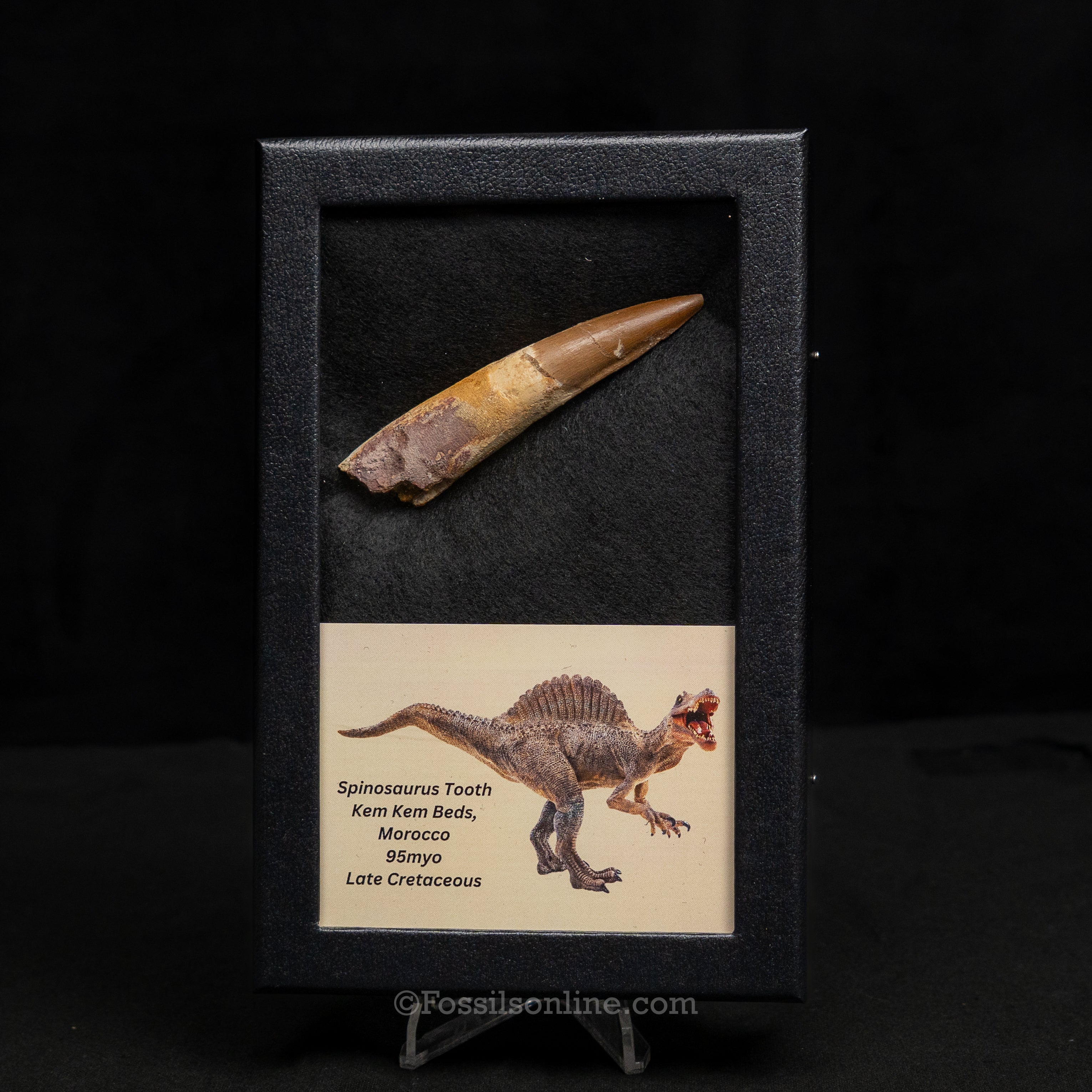 Spinosaurus Dinosaur Tooth Lg Case