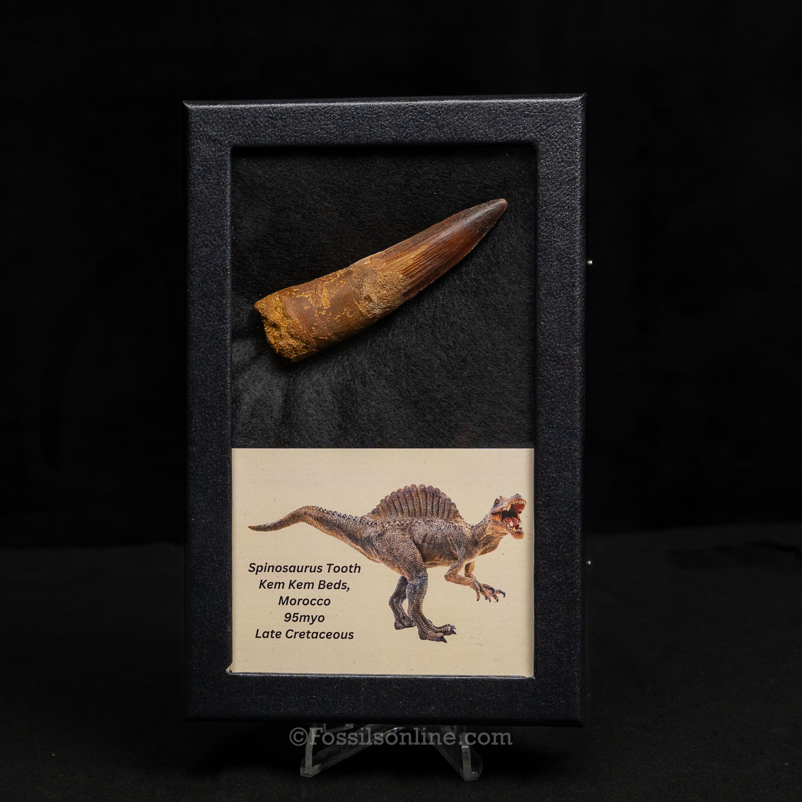 Spinosaurus Dinosaur Tooth Lg Case