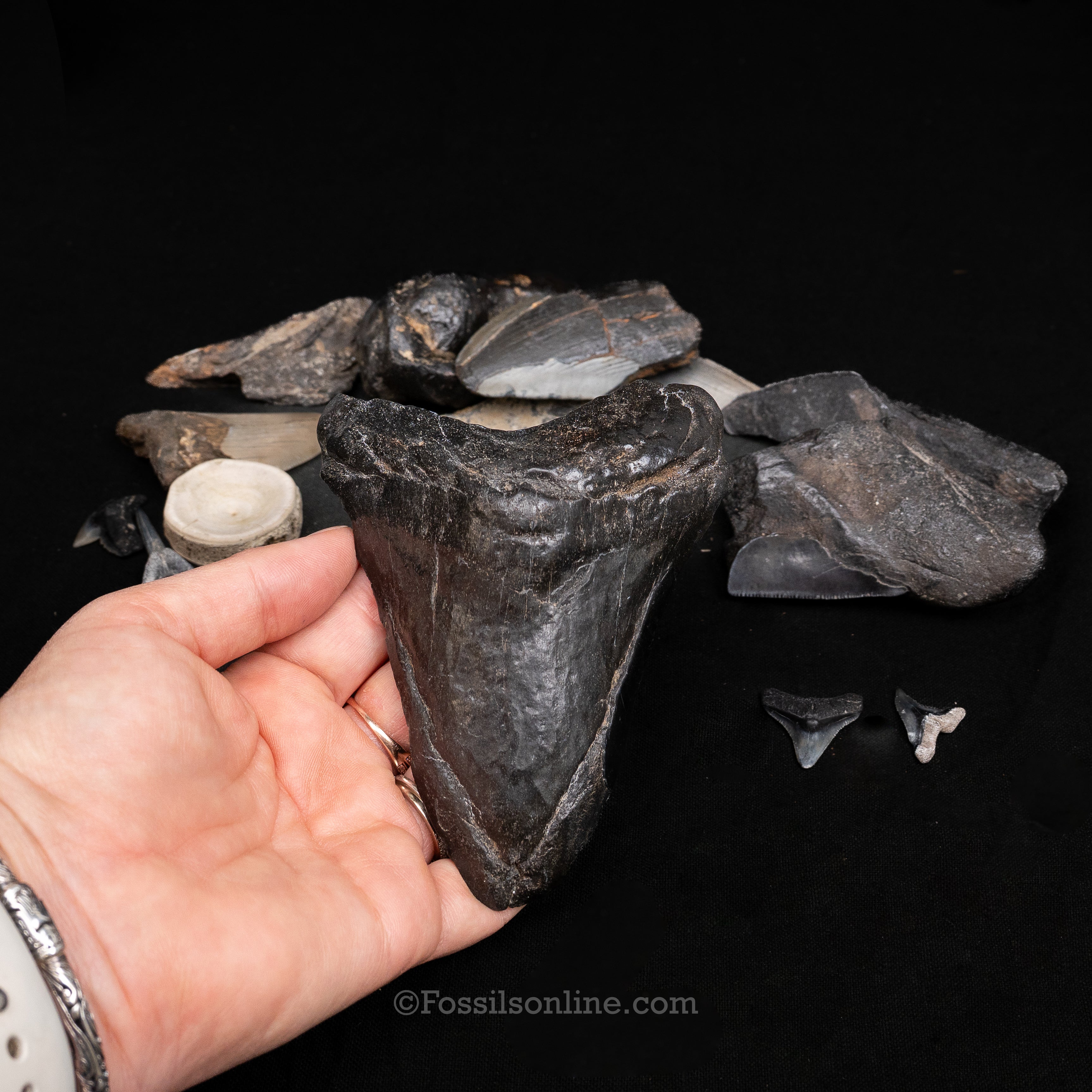 MEGA Meg Bucket of Megalodon Teeth plus more fossils