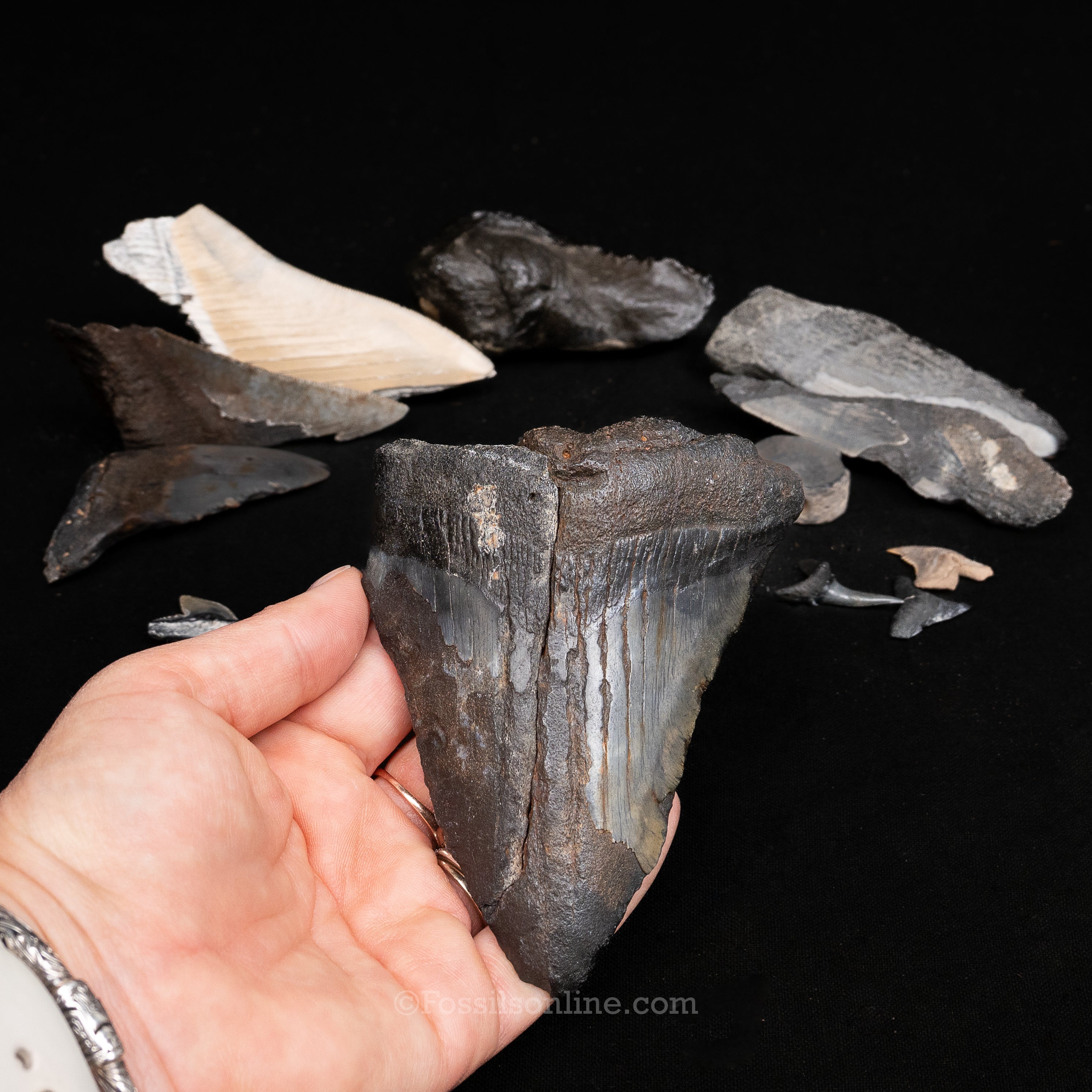 MEGA Meg Bucket of Megalodon Teeth plus more fossils