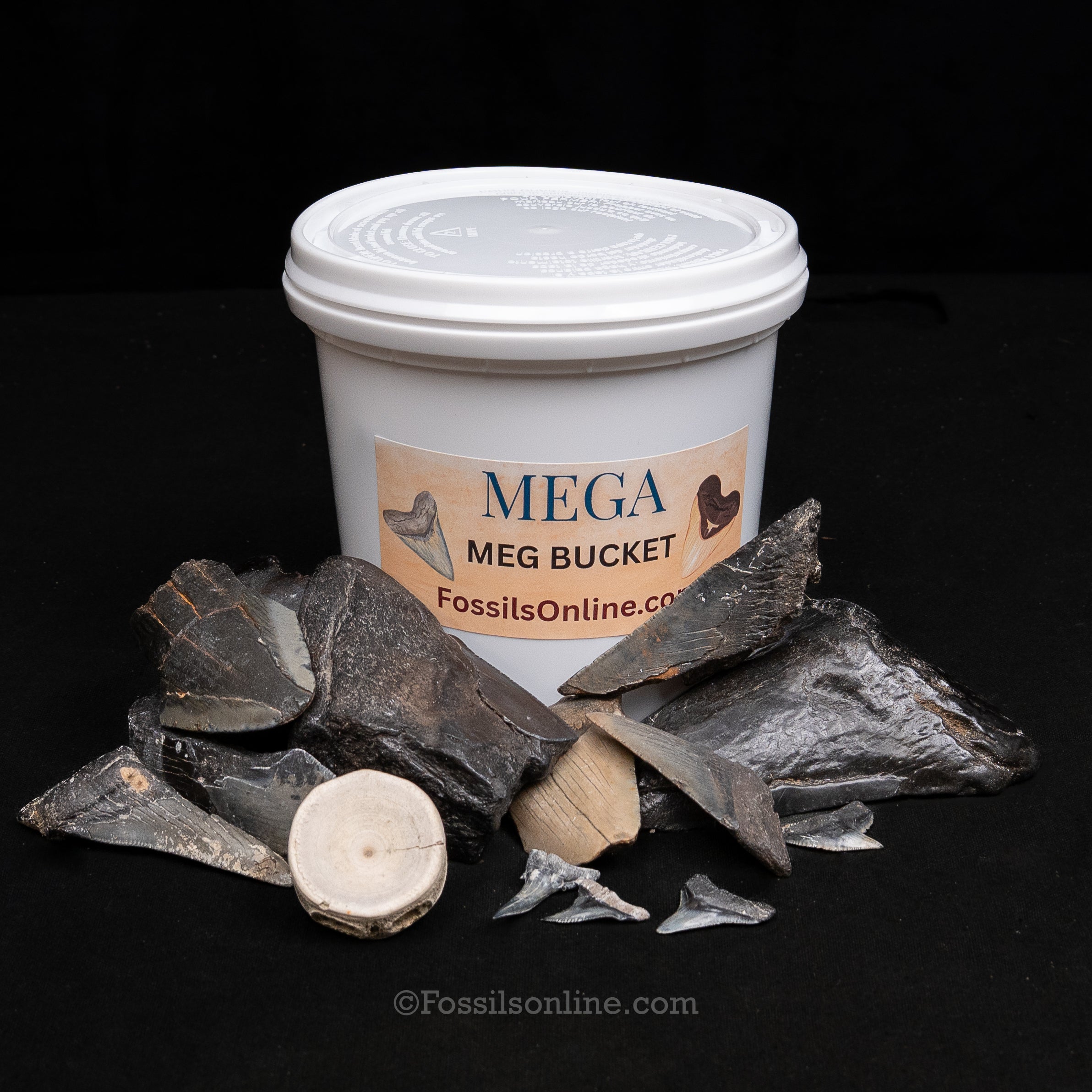 MEGA Meg Bucket of Megalodon Teeth plus more fossils