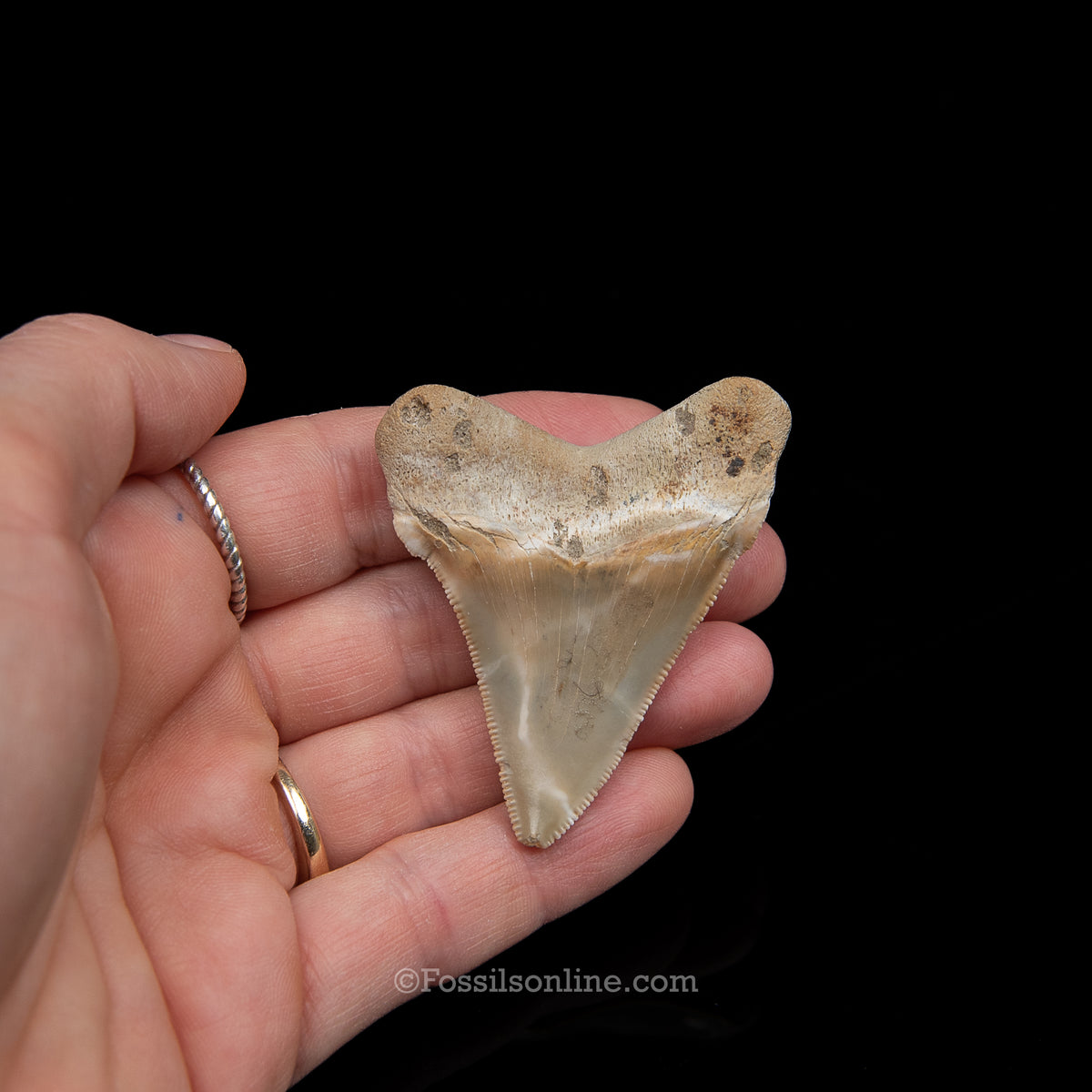 Genuine Prehistoric Fossil Tooth — Angustidens 2.25", Summerville SC
