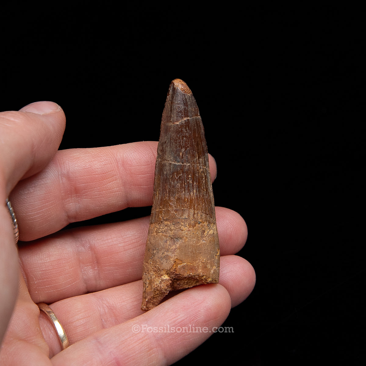 Spinosaurus Dinosaur Tooth Med Case