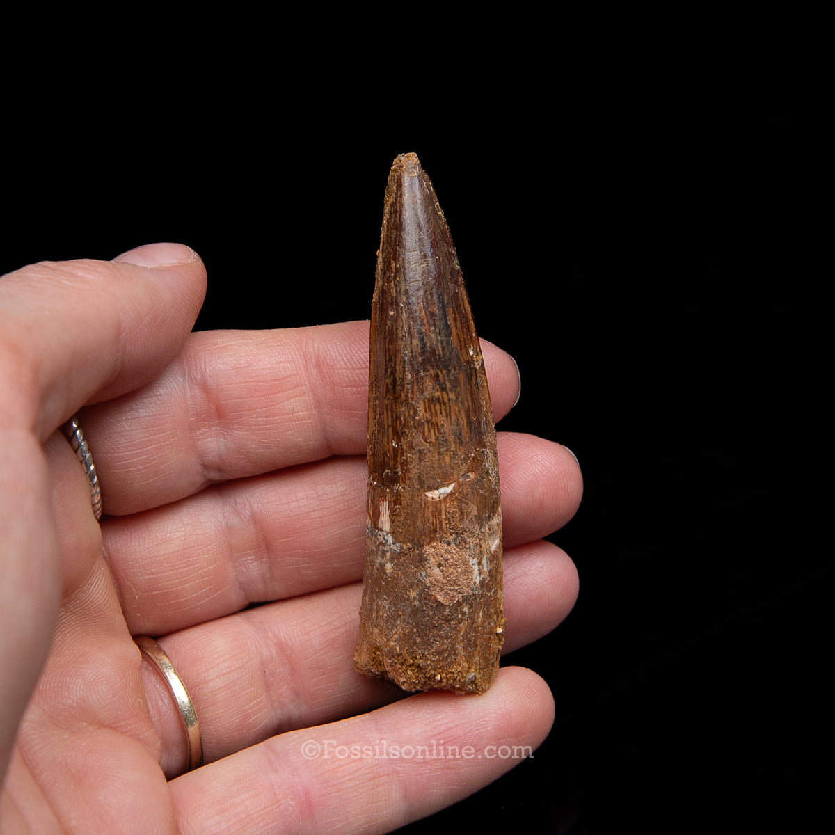Spinosaurus Dinosaur Tooth Med Case