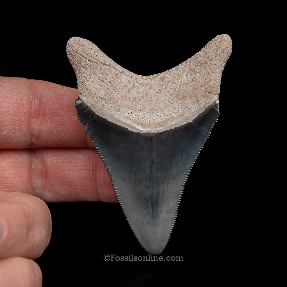 Genuine Prehistoric Fossil Tooth — Meg 2.55", BV Florida