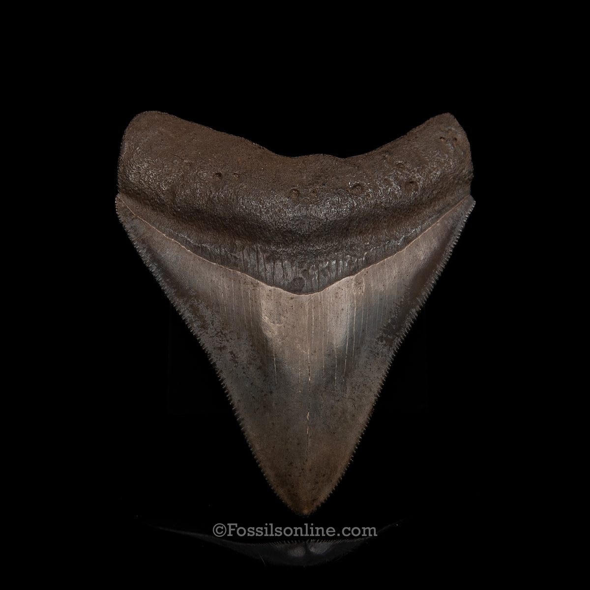 Genuine Prehistoric Fossil Tooth — Meg 3.05", Peace River FL