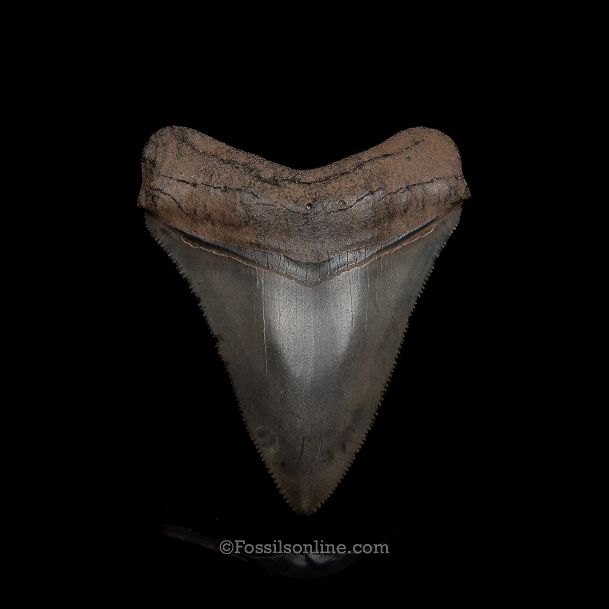 Genuine Prehistoric Fossil Tooth — Meg 2.82", Peace River FL