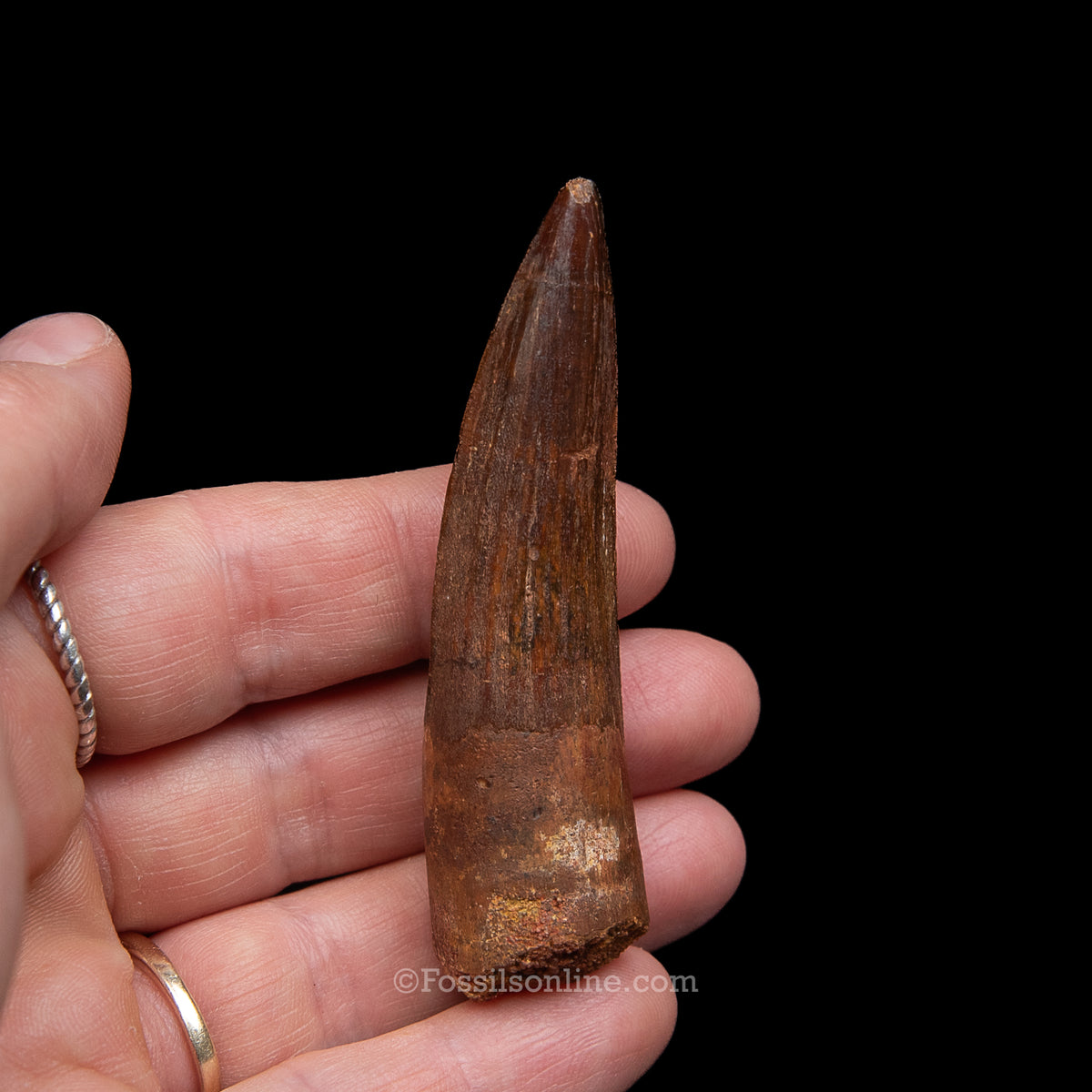 Spinosaurus Dinosaur Tooth Med Case