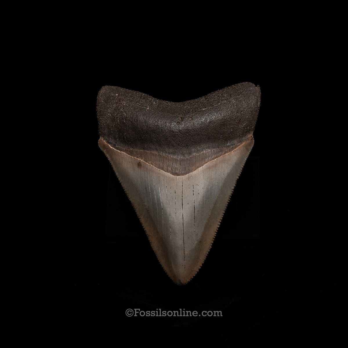 Genuine Prehistoric Fossil Tooth — Meg 2.60", Peace River FL