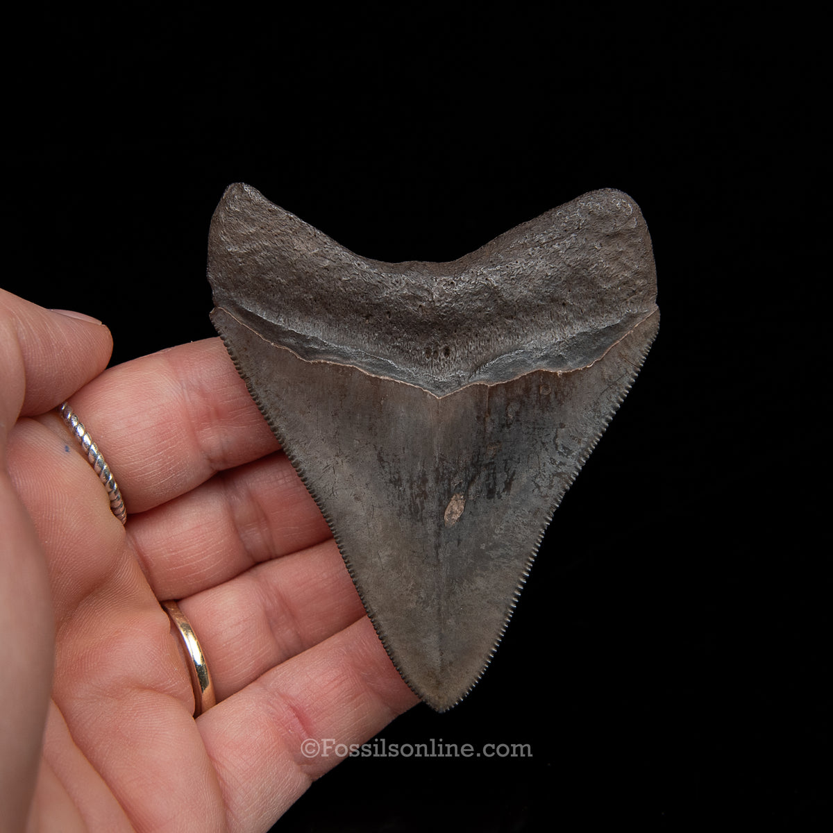 Genuine Prehistoric Fossil Tooth — Meg 3.05", Peace River FL