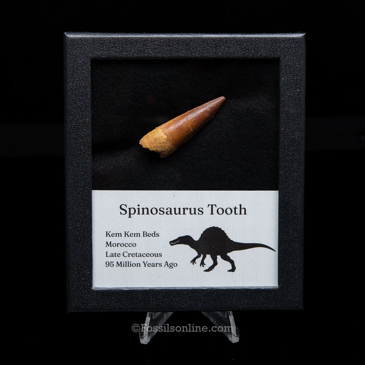 Spinosaurus Dinosaur Tooth Med Case