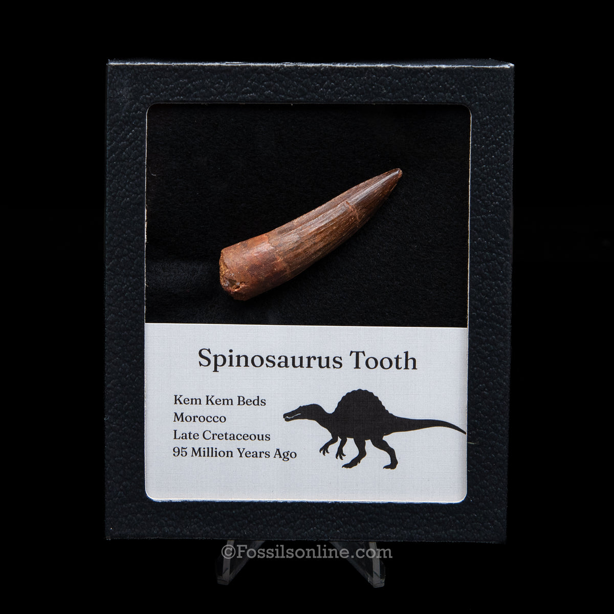 Spinosaurus Dinosaur Tooth Med Case