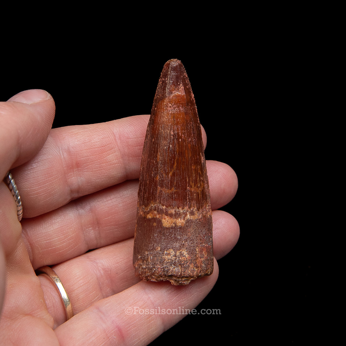Premium Spinosaurus Dinosaur Tooth Med Case