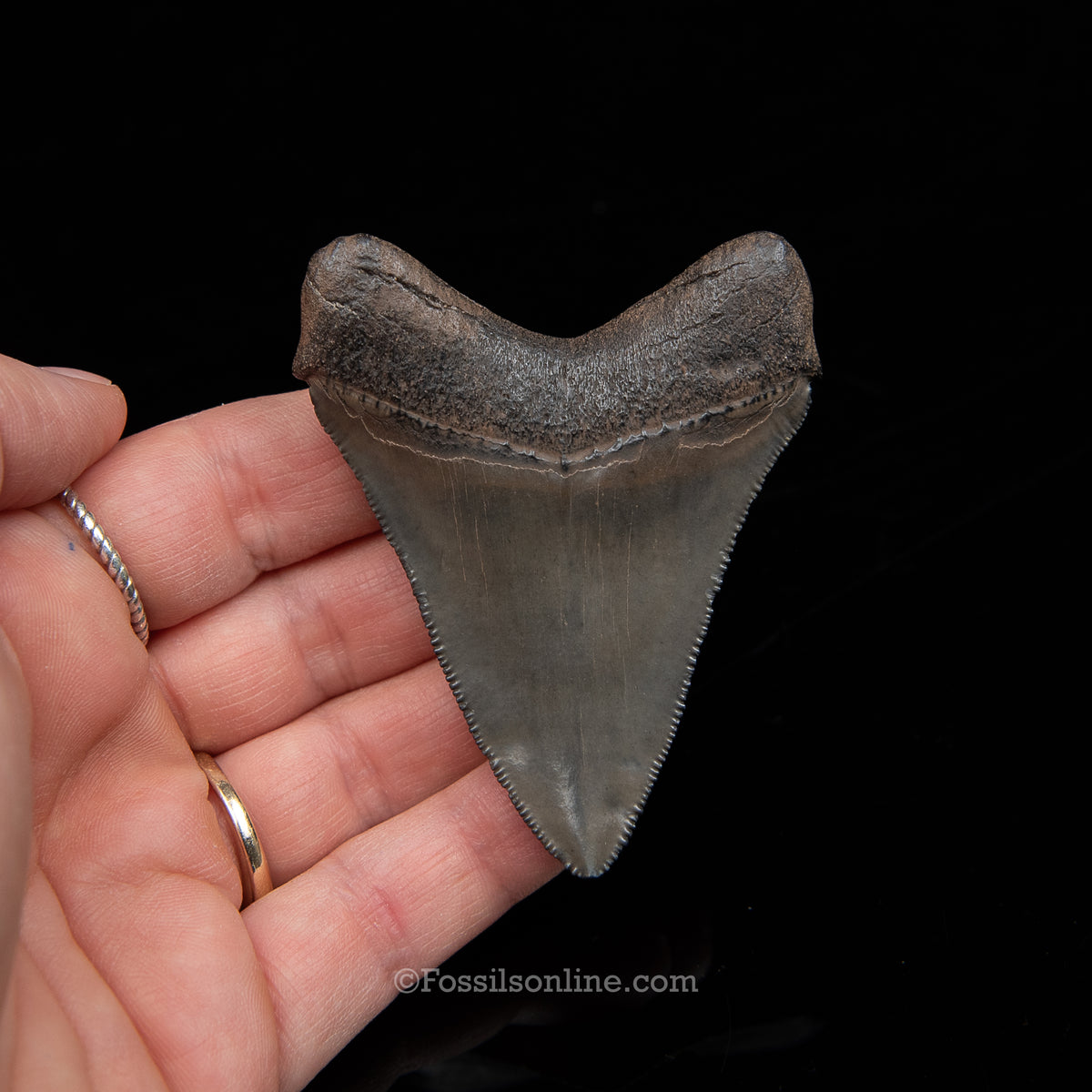 Genuine Prehistoric Fossil Tooth — Meg 2.82", Peace River FL