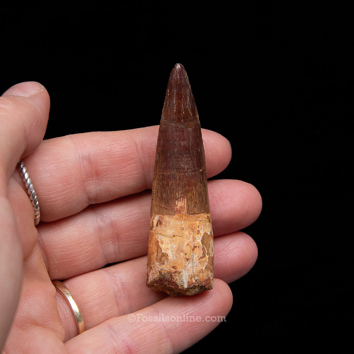 Spinosaurus Dinosaur Tooth Med Case