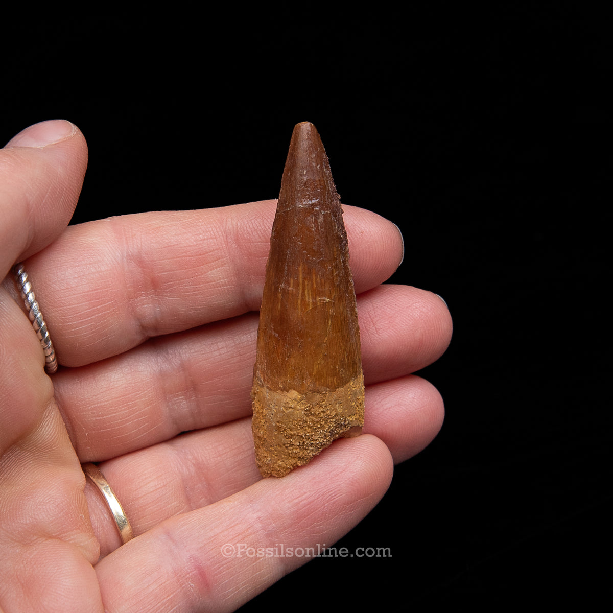 Spinosaurus Dinosaur Tooth Med Case
