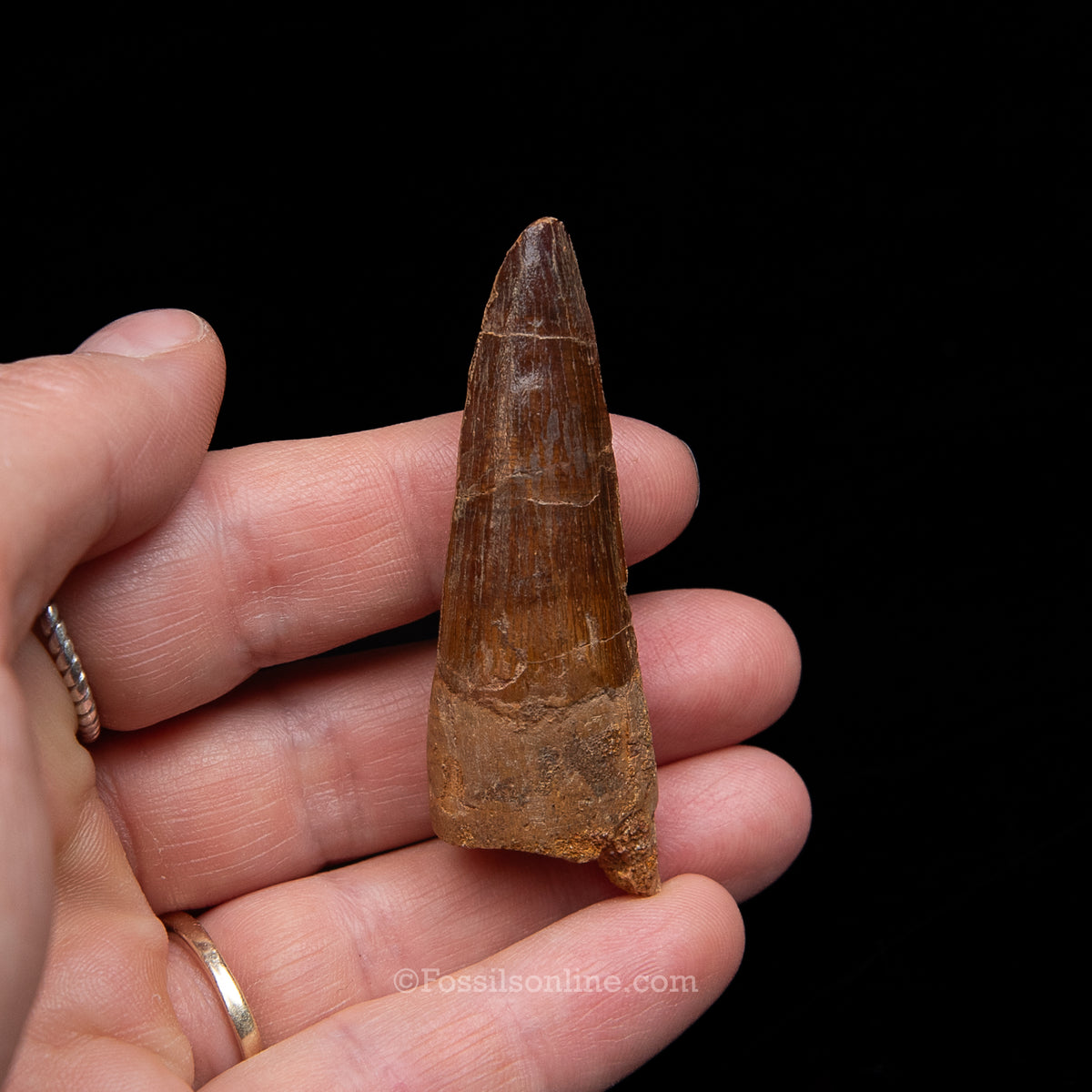Spinosaurus Dinosaur Tooth Med Case