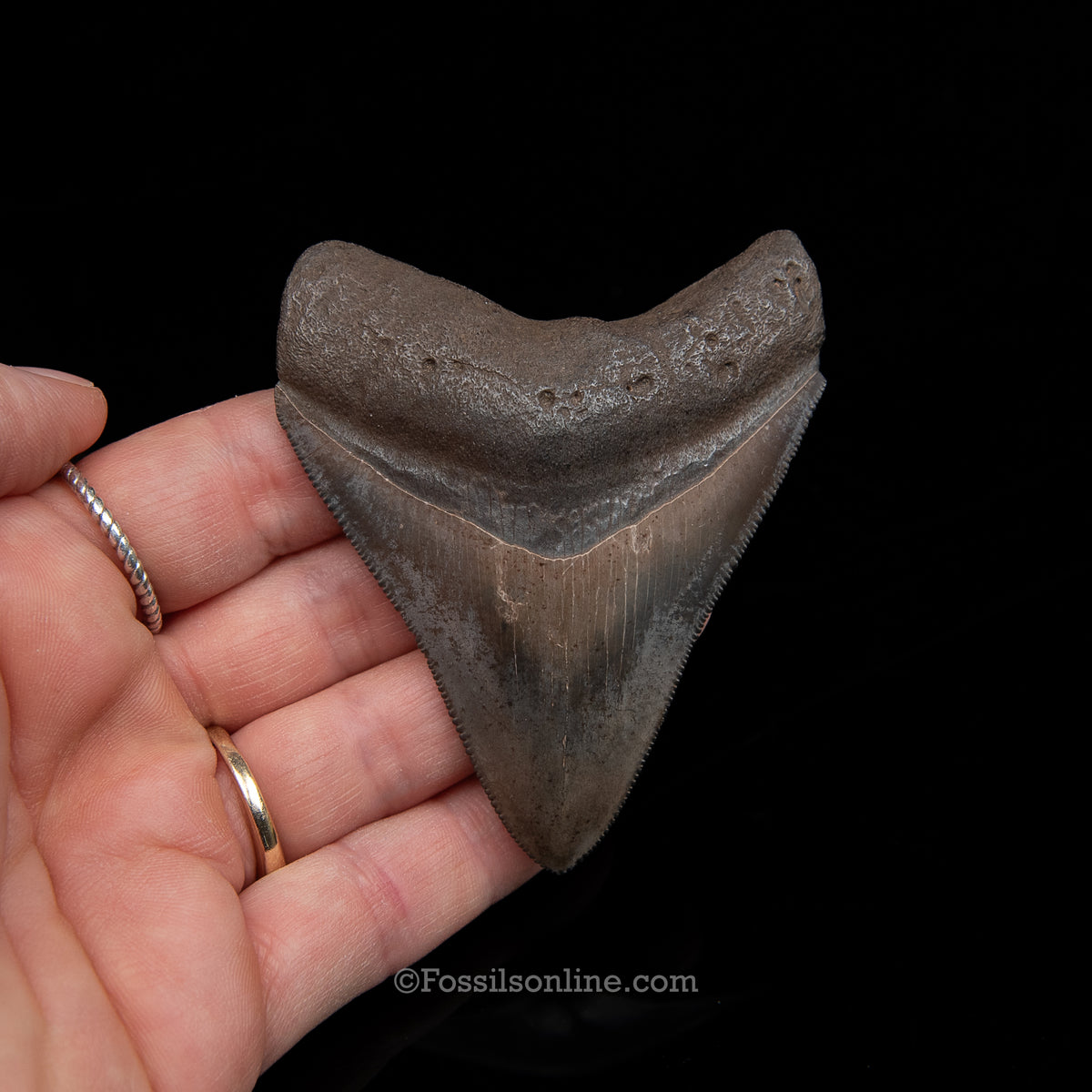 Genuine Prehistoric Fossil Tooth — Meg 3.05", Peace River FL