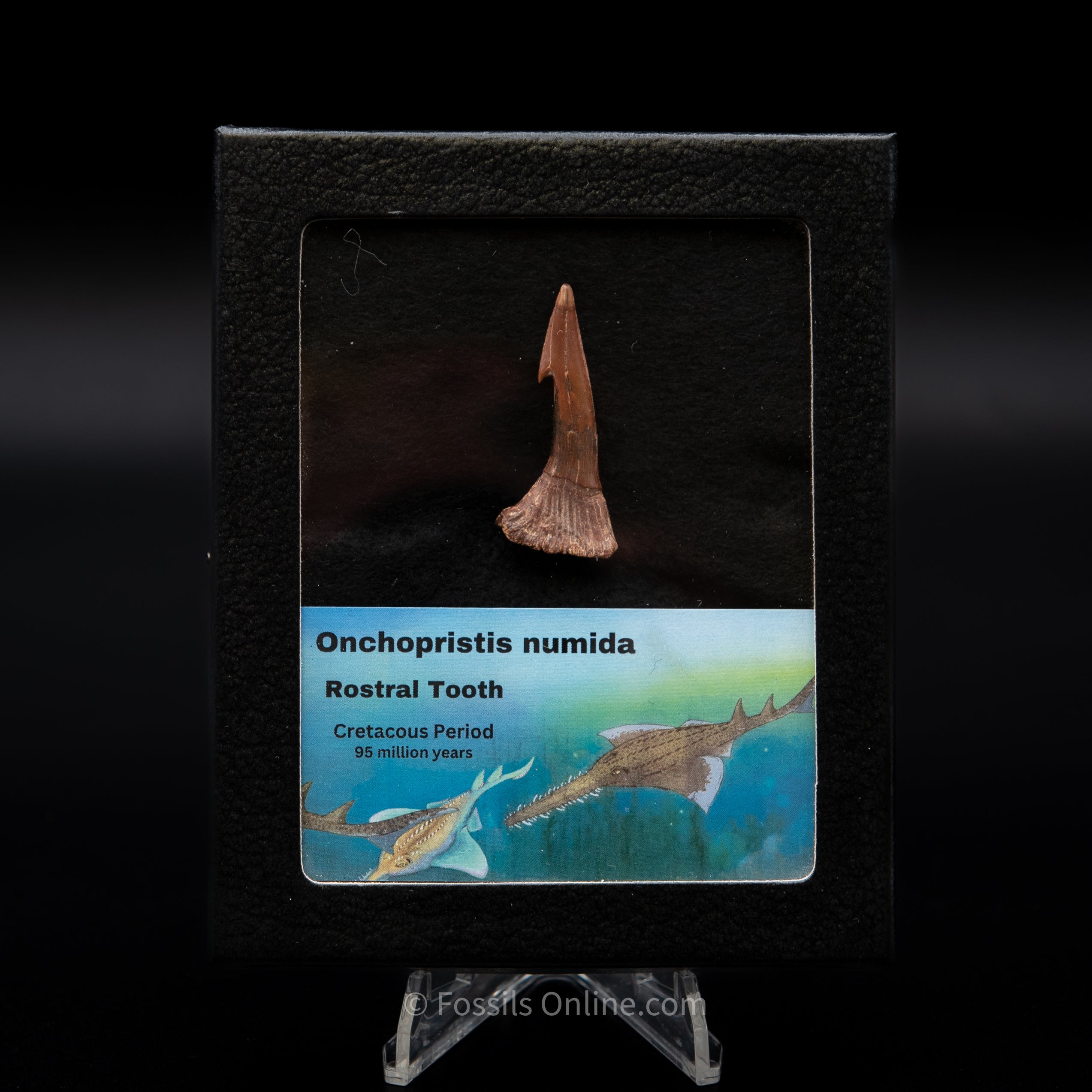 Onchopristis Tooth in a SM display case