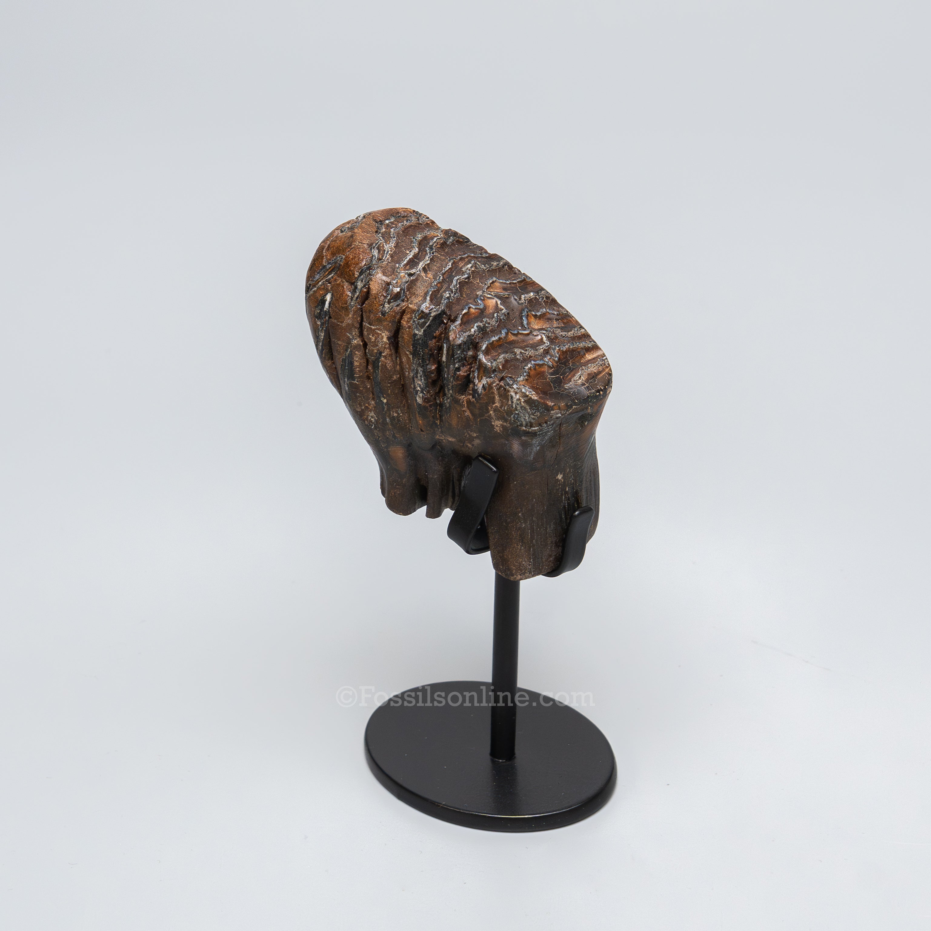 Juvenile Woolly Mammoth Tooth on Display Stand