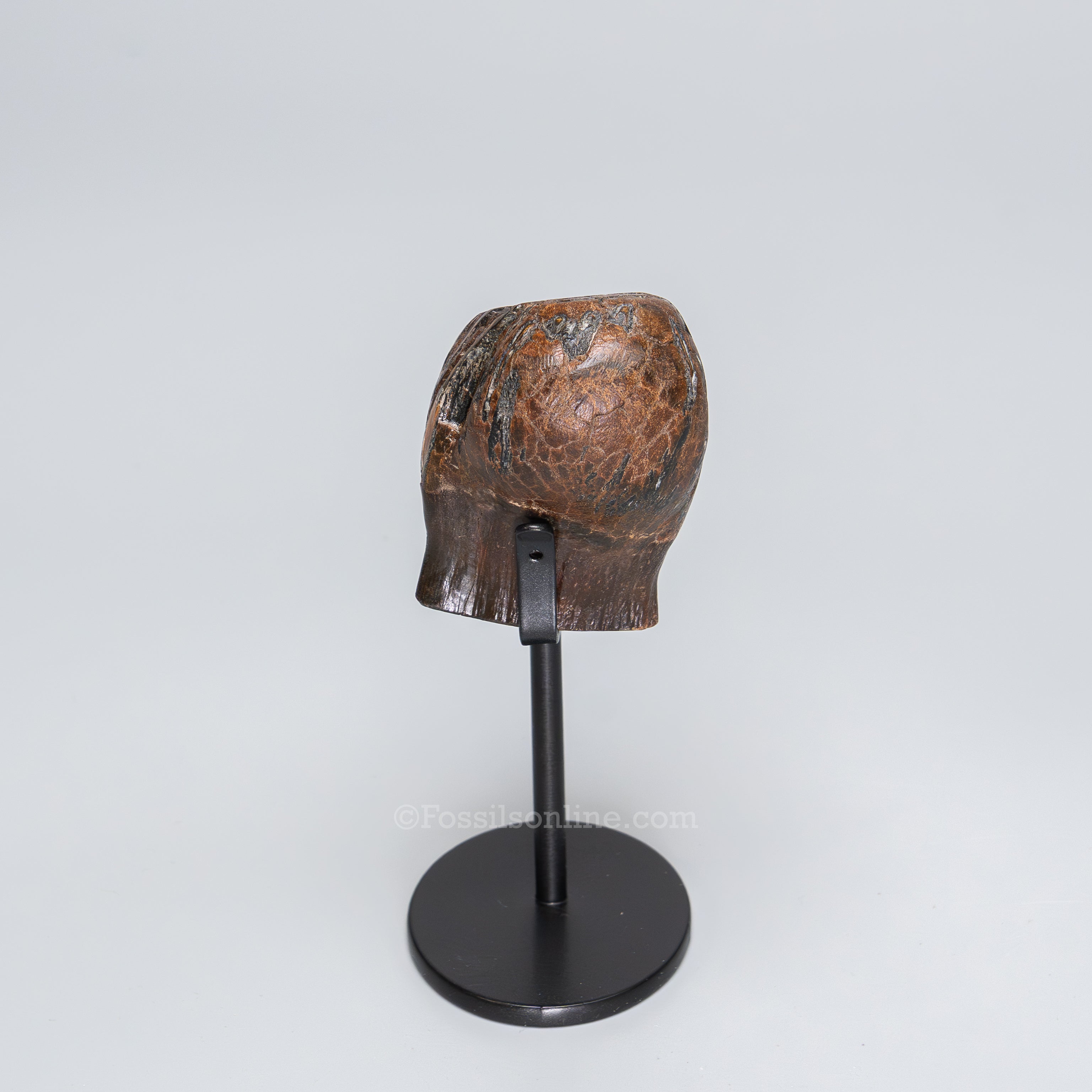 Juvenile Woolly Mammoth Tooth on Display Stand