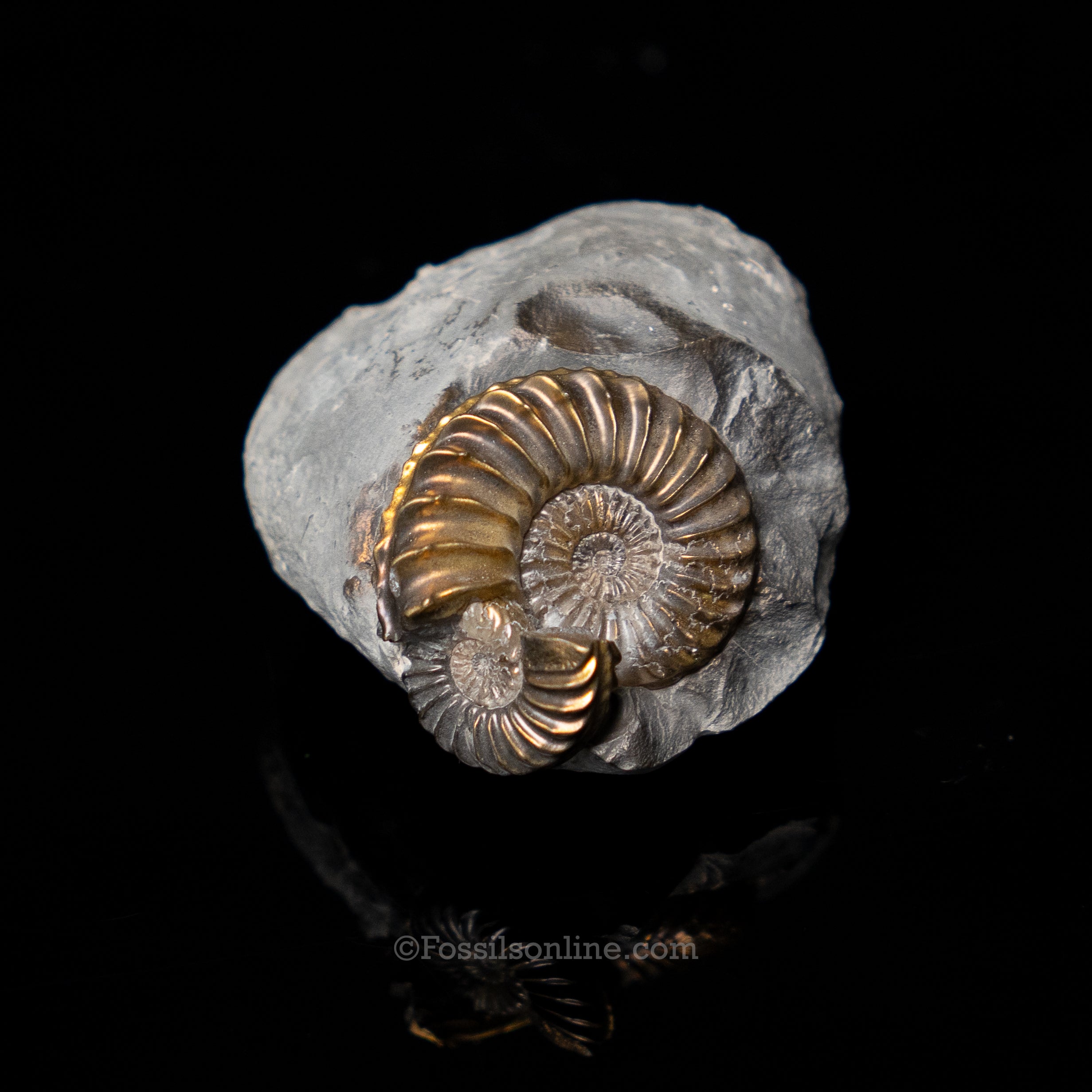 Fossil Pyritized Ammonite Pleuroceras Cluster Jurassic Germany