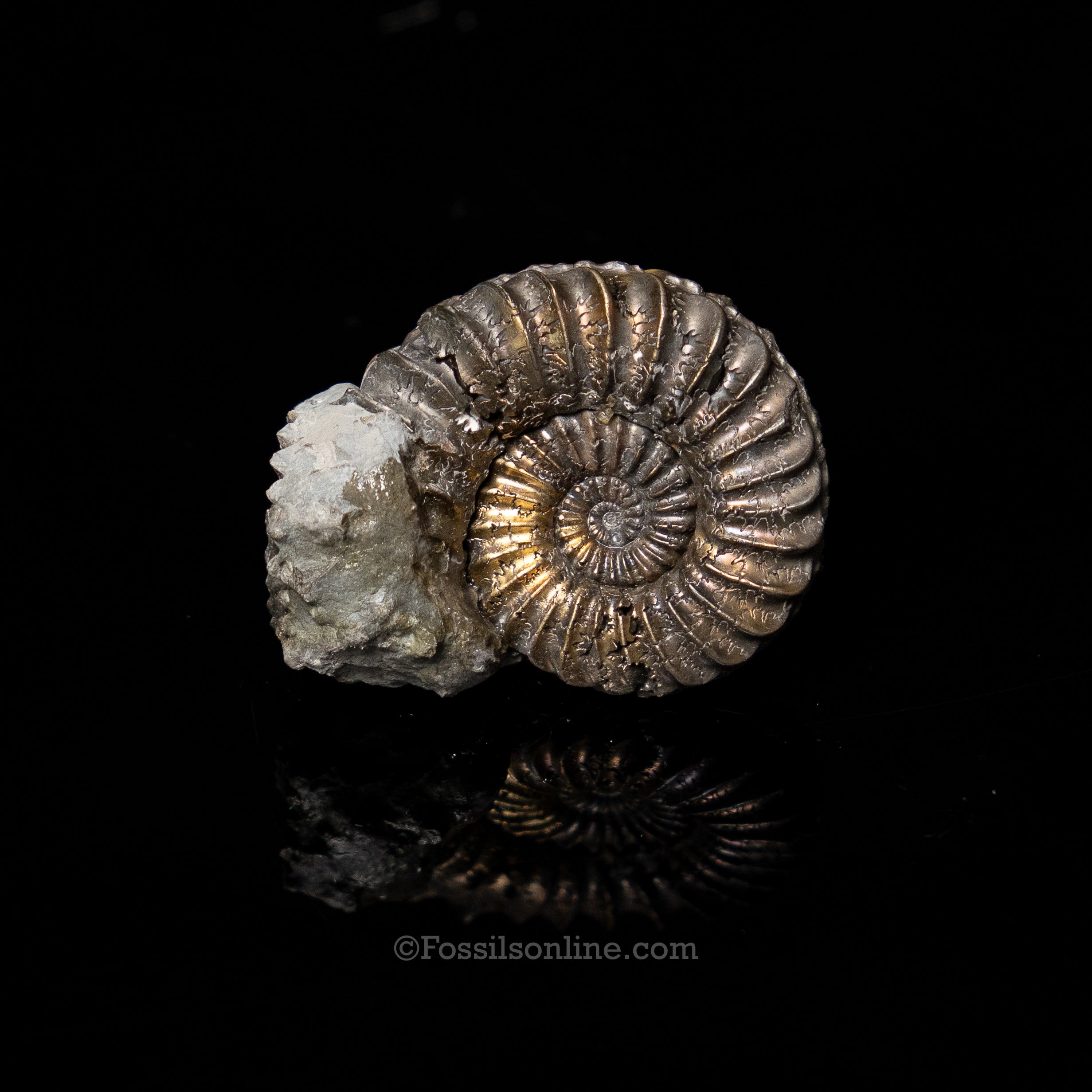 Fossil Pyritized Ammonite Pleuroceras Cluster Jurassic Germany