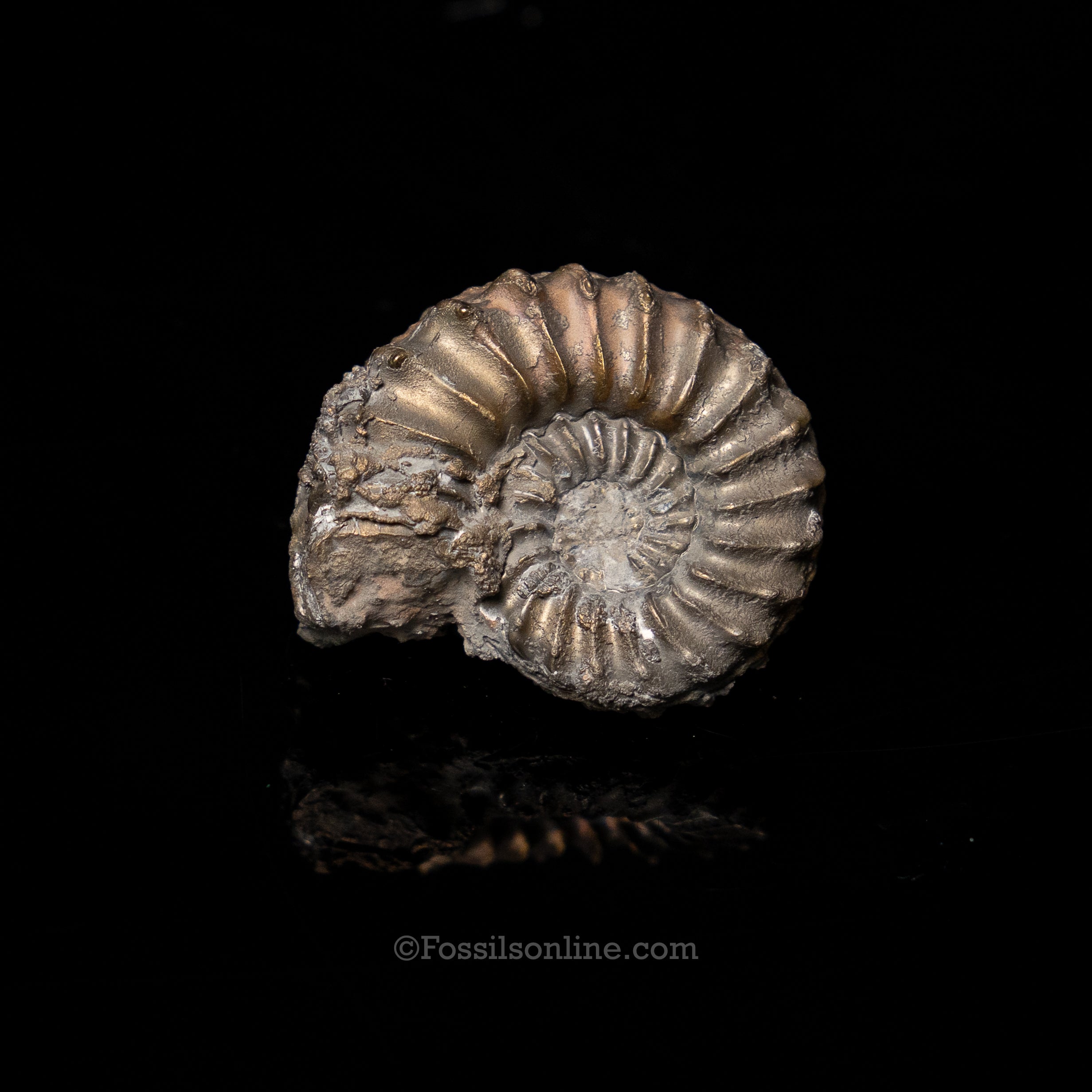 Fossil Pyritized Ammonite Pleuroceras Jurassic Germany