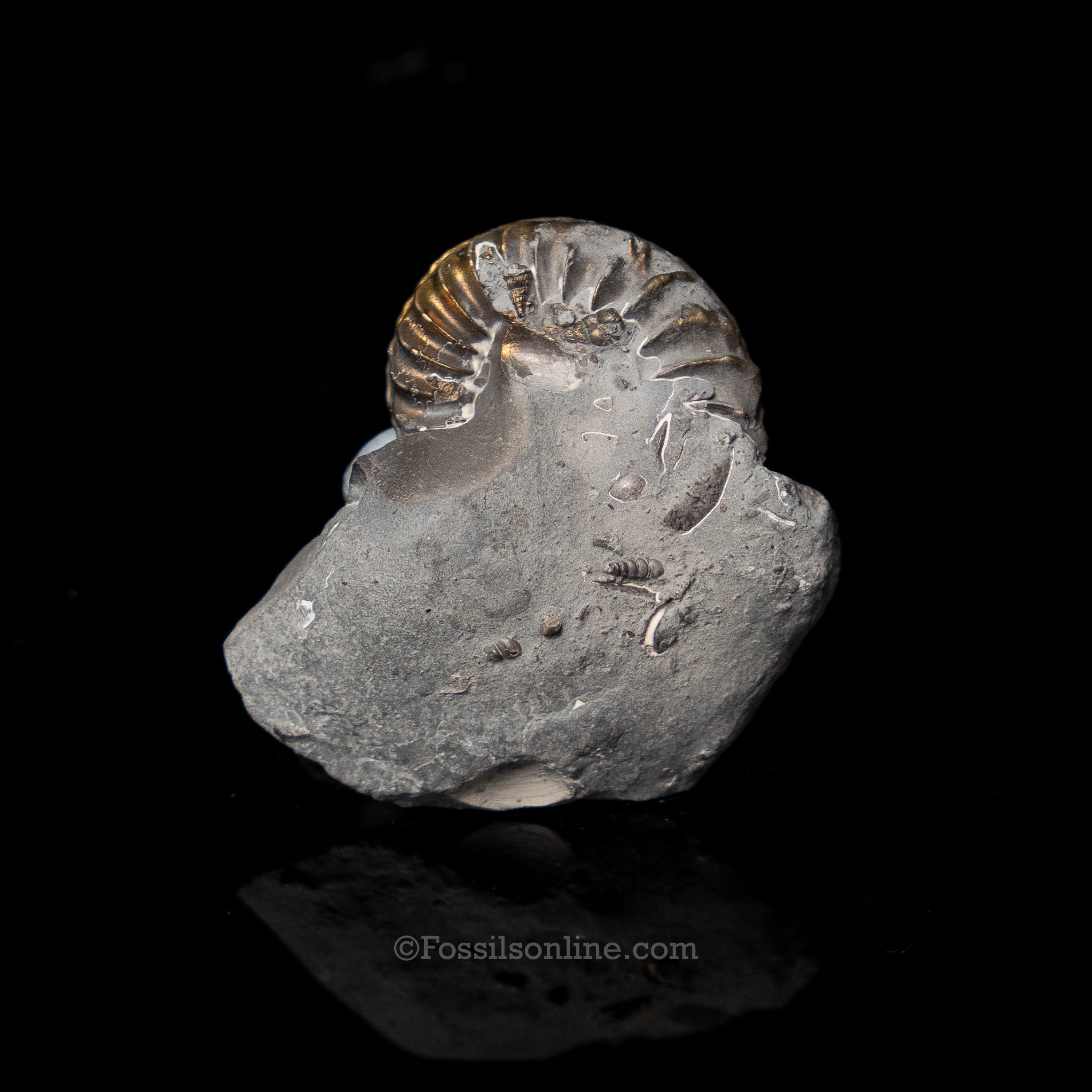 Fossil Pyritized Ammonite Pleuroceras Jurassic Germany