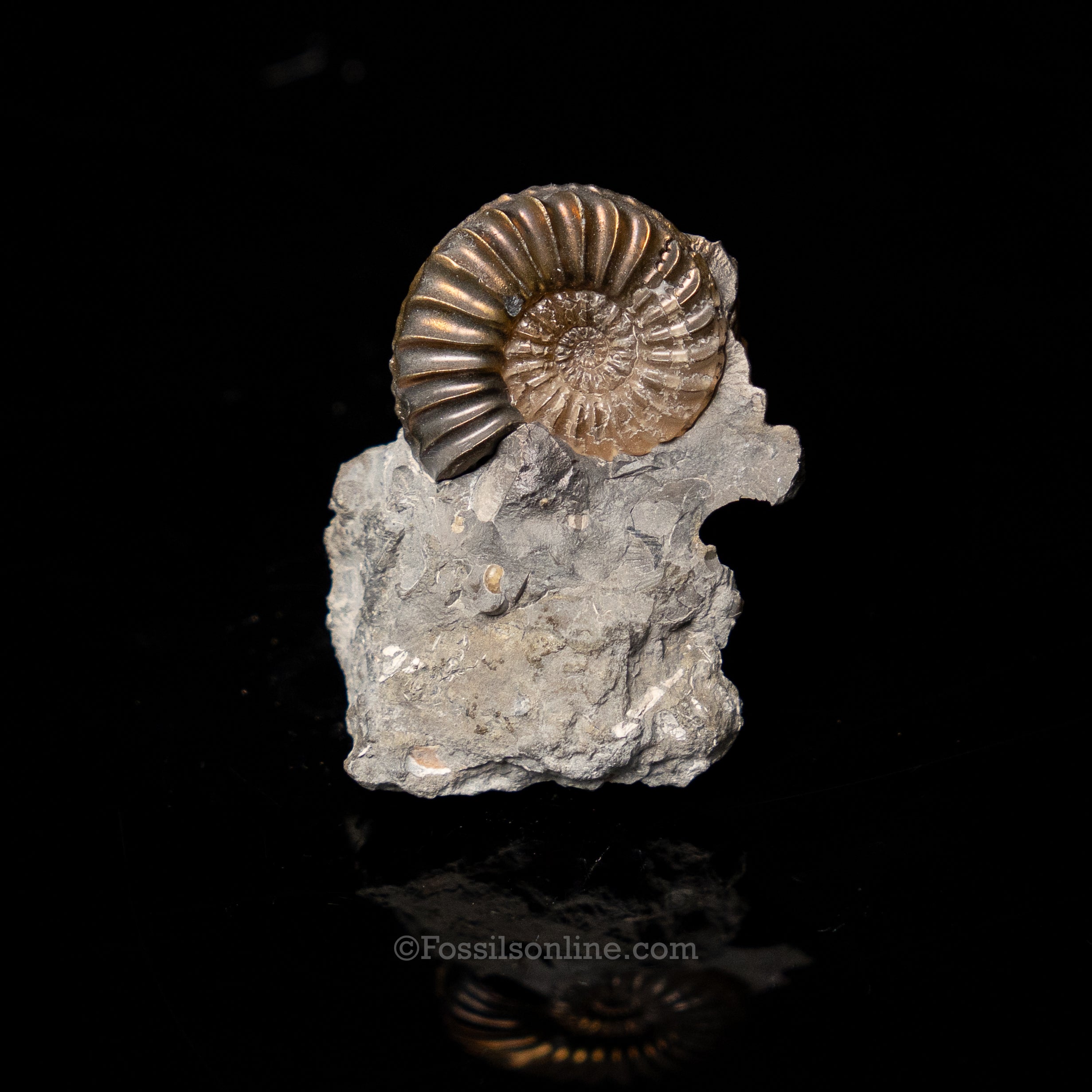 Fossil Pyritized Ammonite Pleuroceras Cluster Jurassic Germany