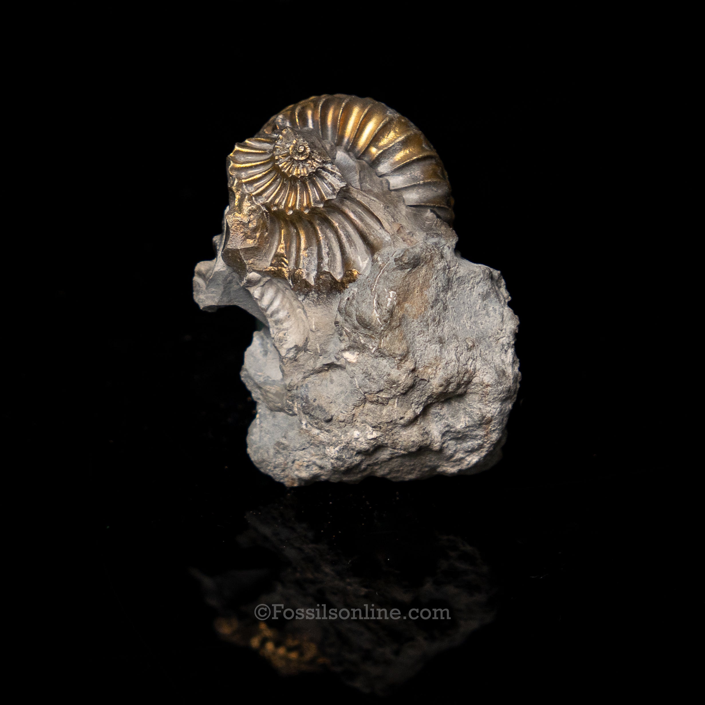 Fossil Pyritized Ammonite Pleuroceras Cluster Jurassic Germany