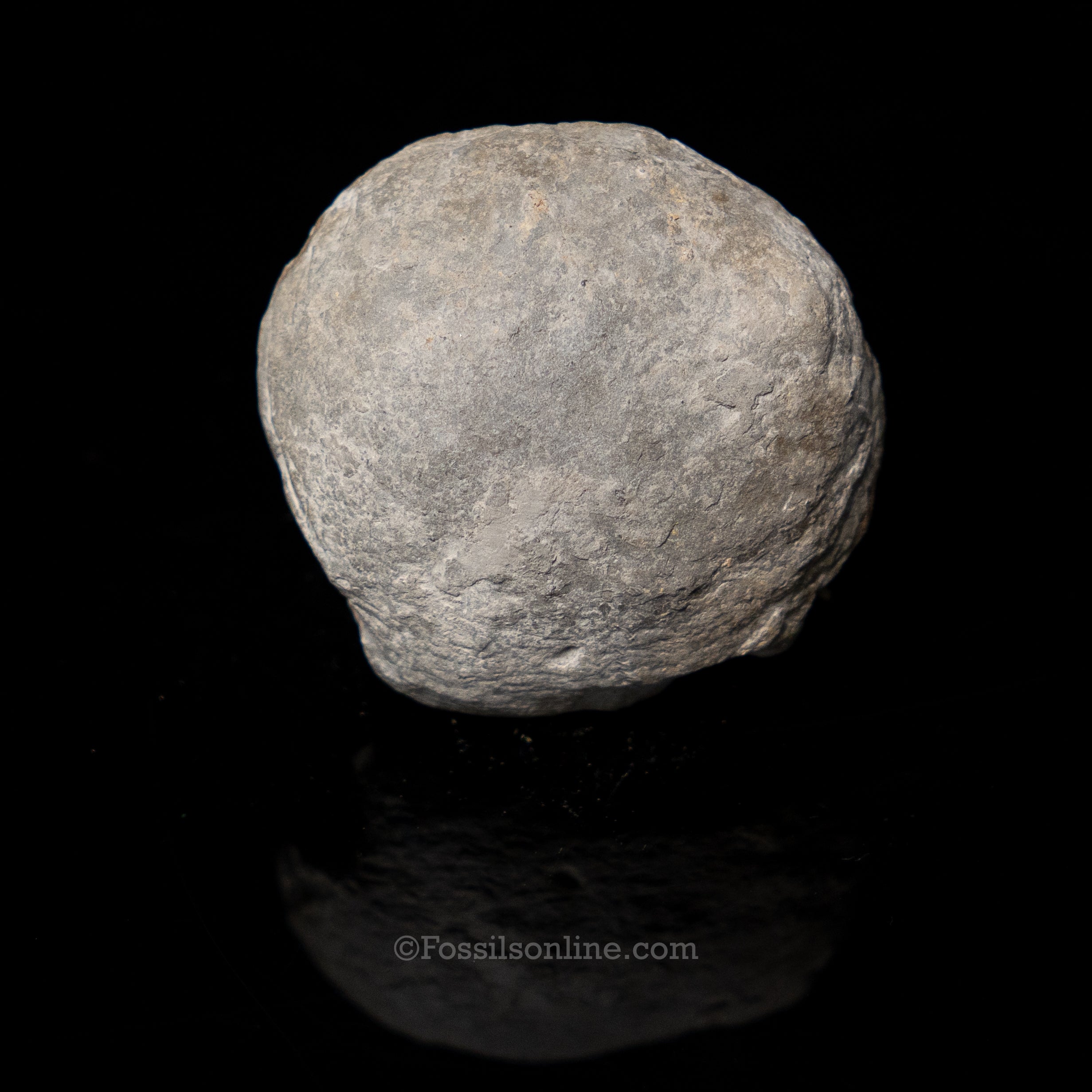 Fossil Pyritized Ammonite Negative Pleuroceras Jurassic Germany