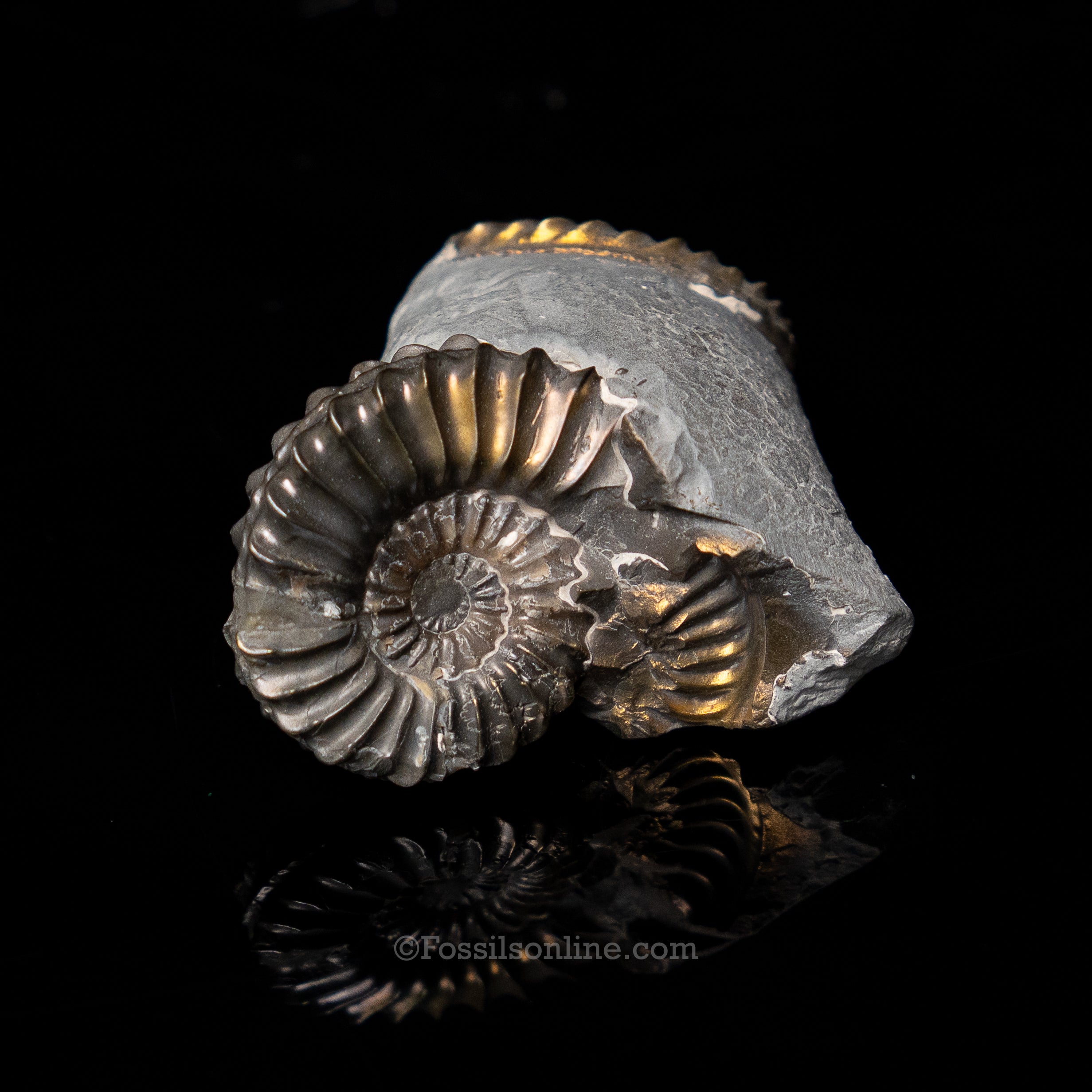 Fossil Pyritized Ammonite Pleuroceras Cluster Jurassic Germany