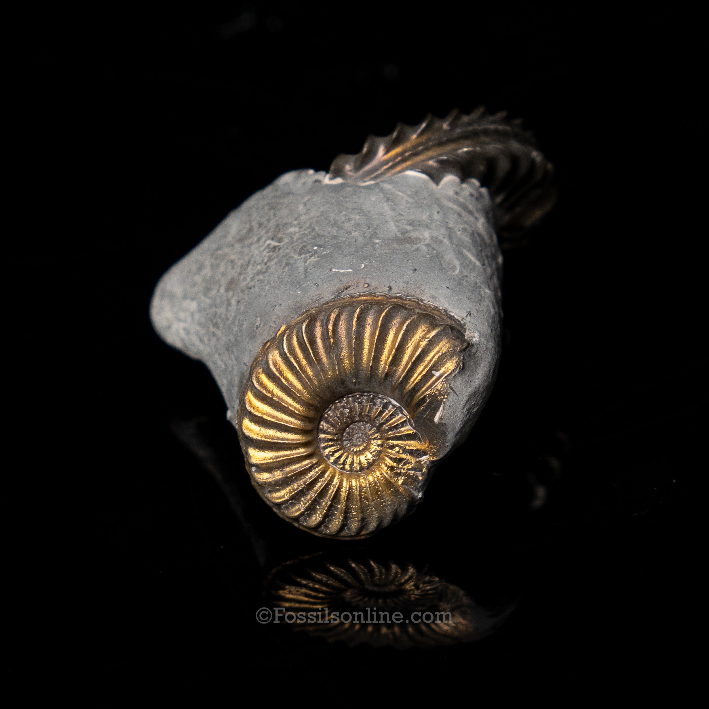 Fossil Pyritized Ammonite Pleuroceras Cluster Jurassic Germany