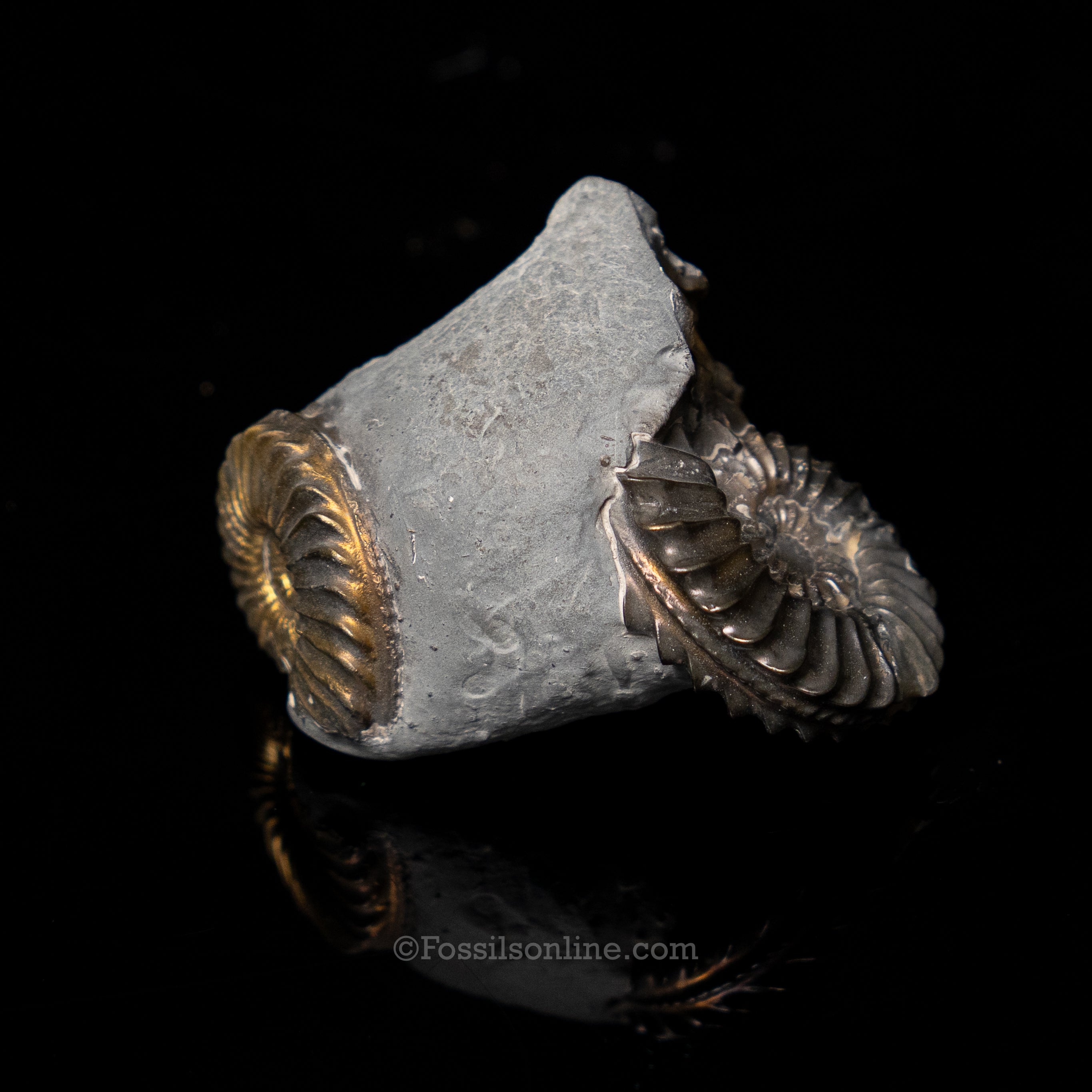 Fossil Pyritized Ammonite Pleuroceras Cluster Jurassic Germany