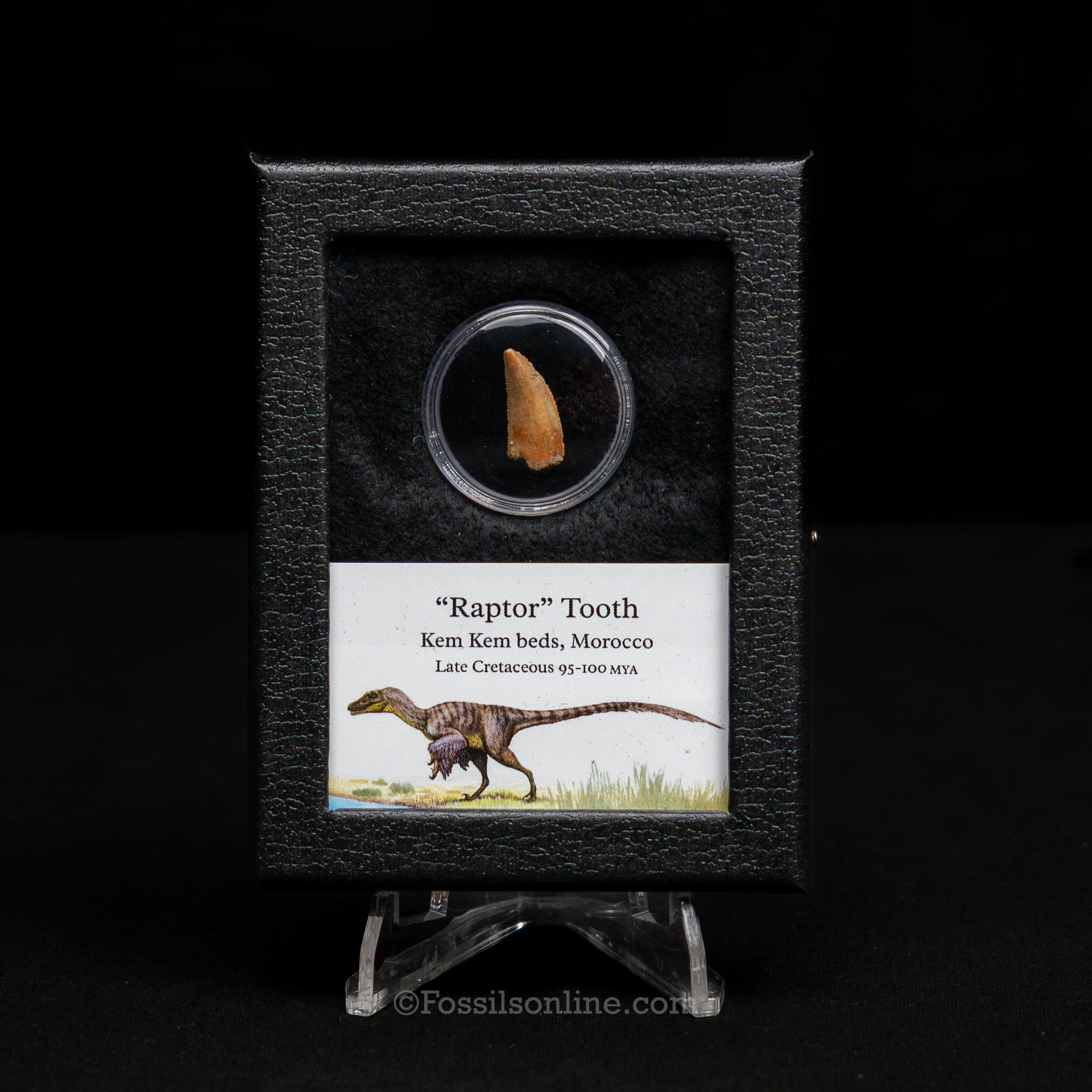 Theropod Dinosaur Tooth "Raptor" in a sm display case