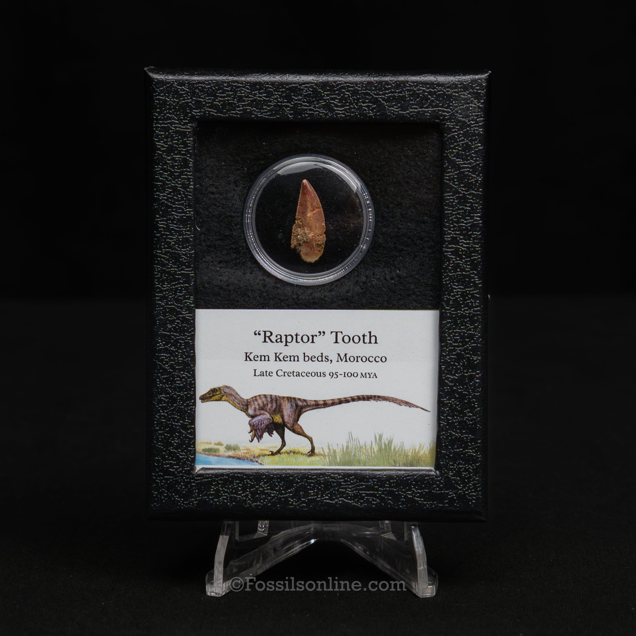 Theropod Dinosaur Tooth "Raptor" in a sm display case