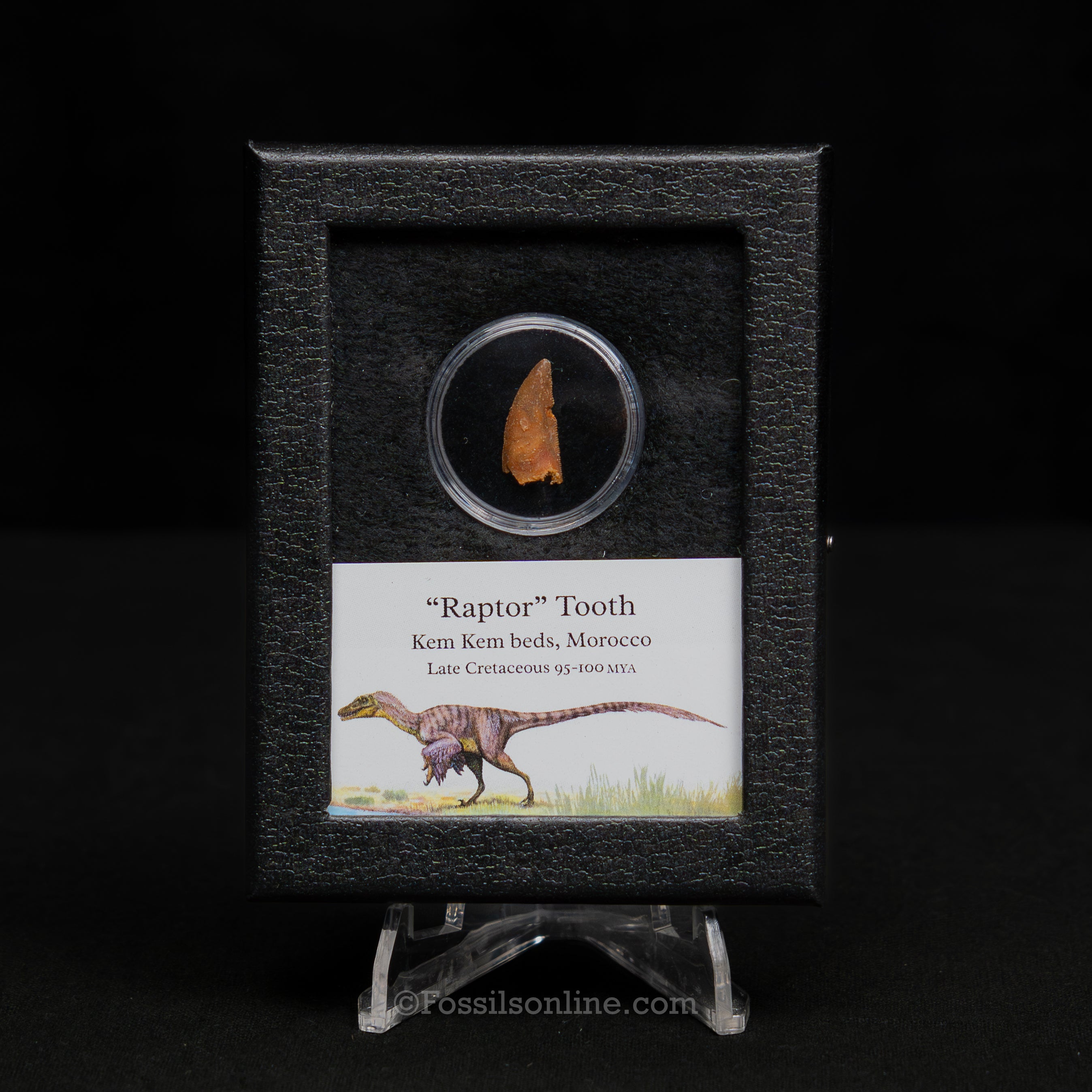 Theropod Dinosaur Tooth "Raptor" in a sm display case