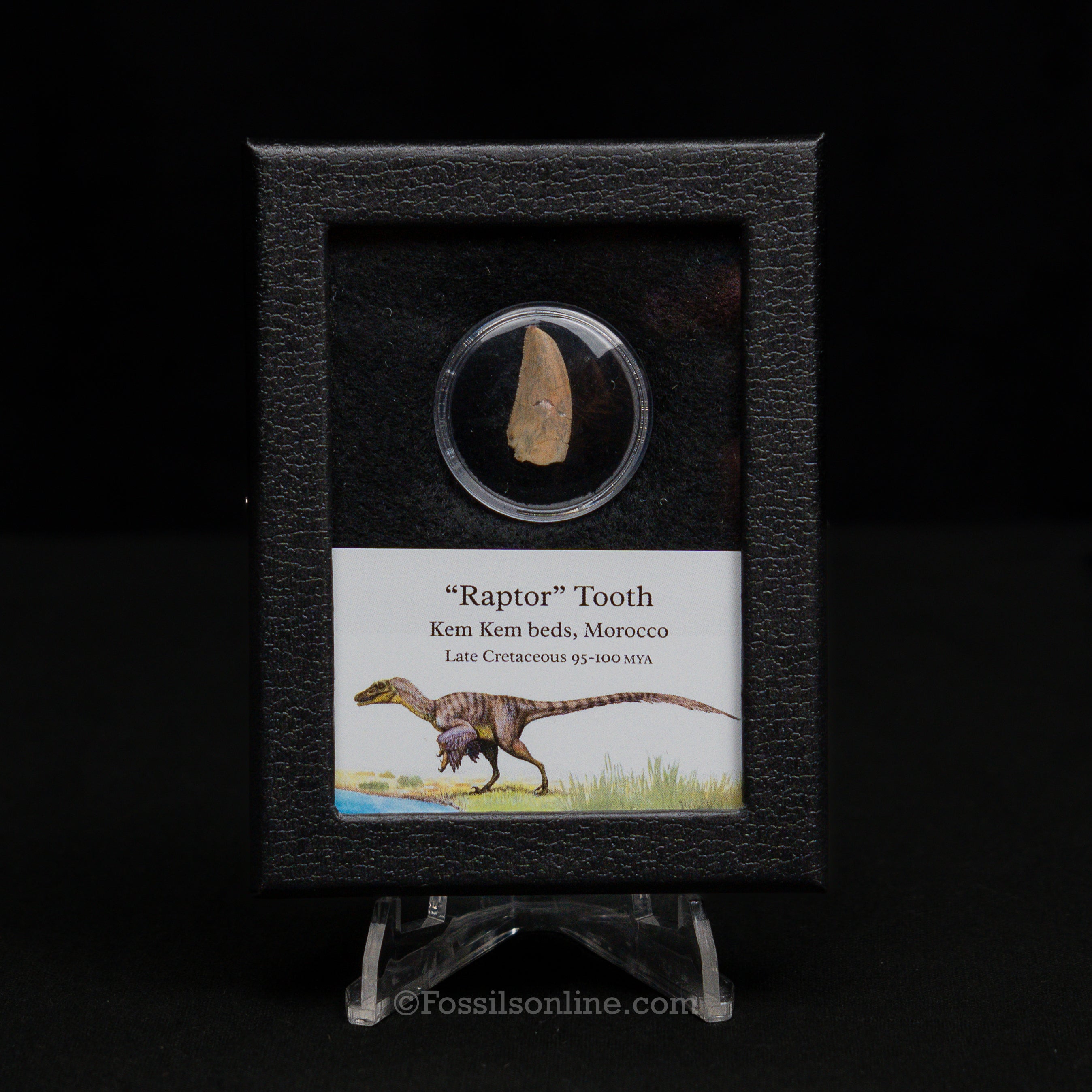 Theropod Dinosaur Tooth "Raptor" in a sm display case