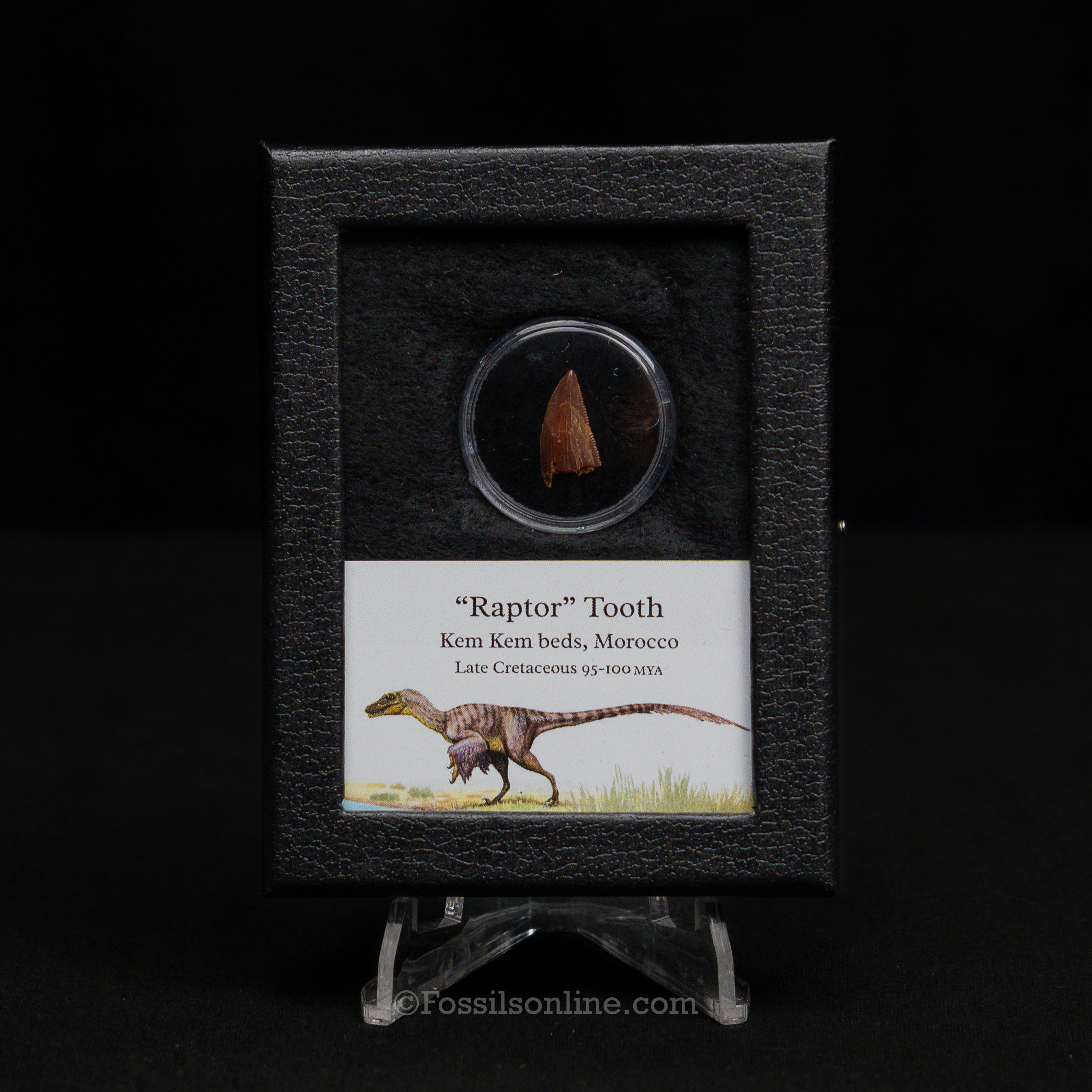 Theropod Dinosaur Tooth "Raptor" in a sm display case