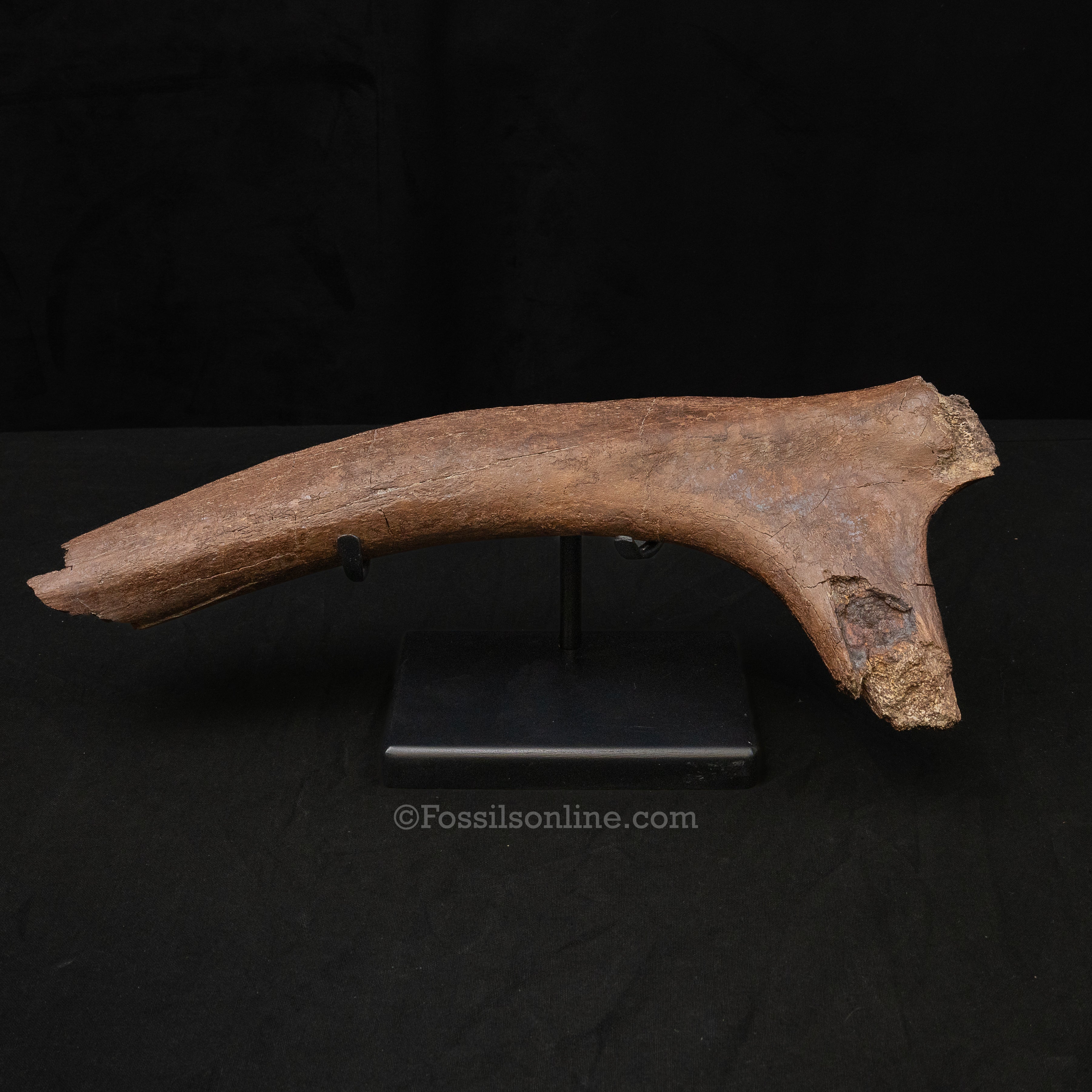 Large Triceratops Rib on Display Stand