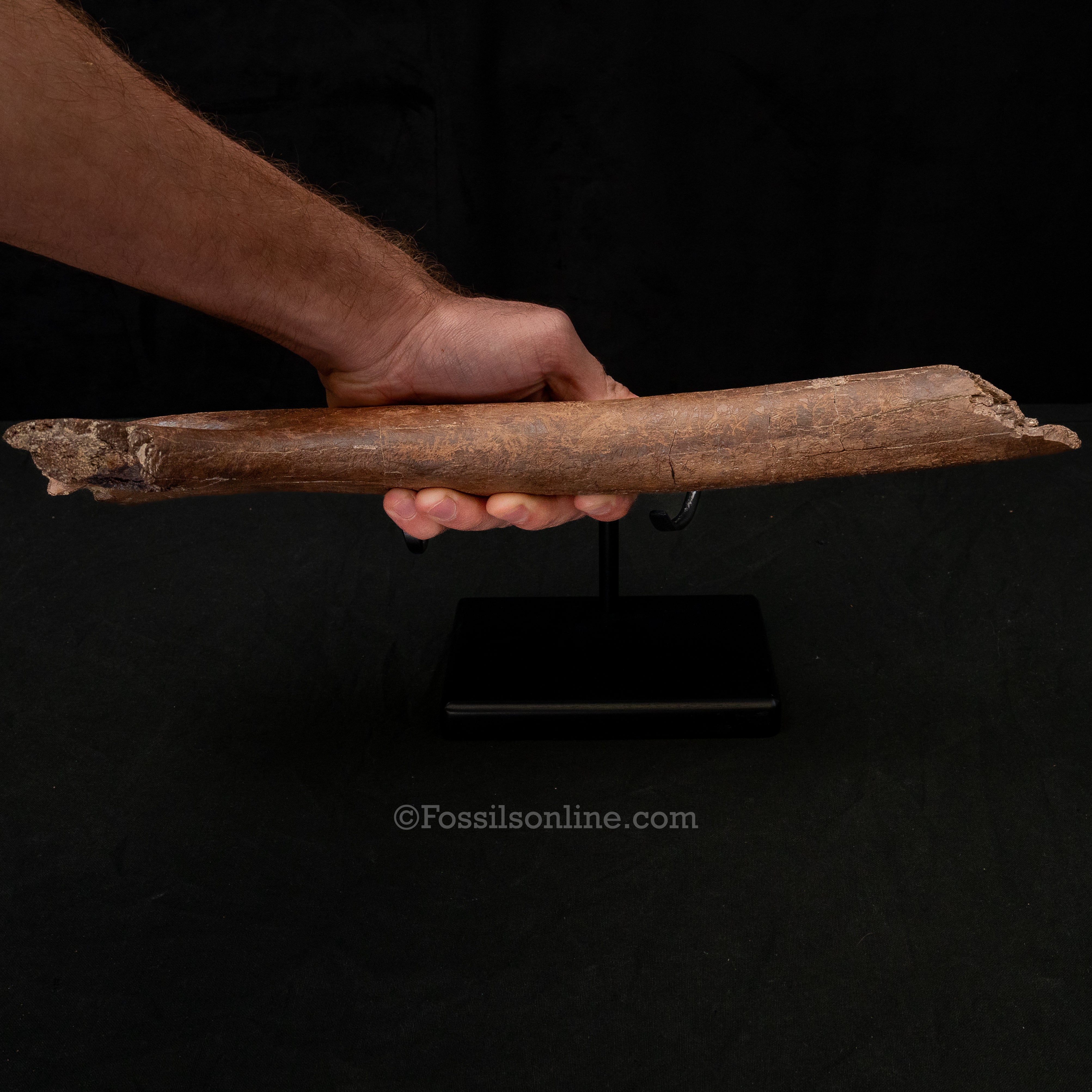 Large Triceratops Rib on Display Stand