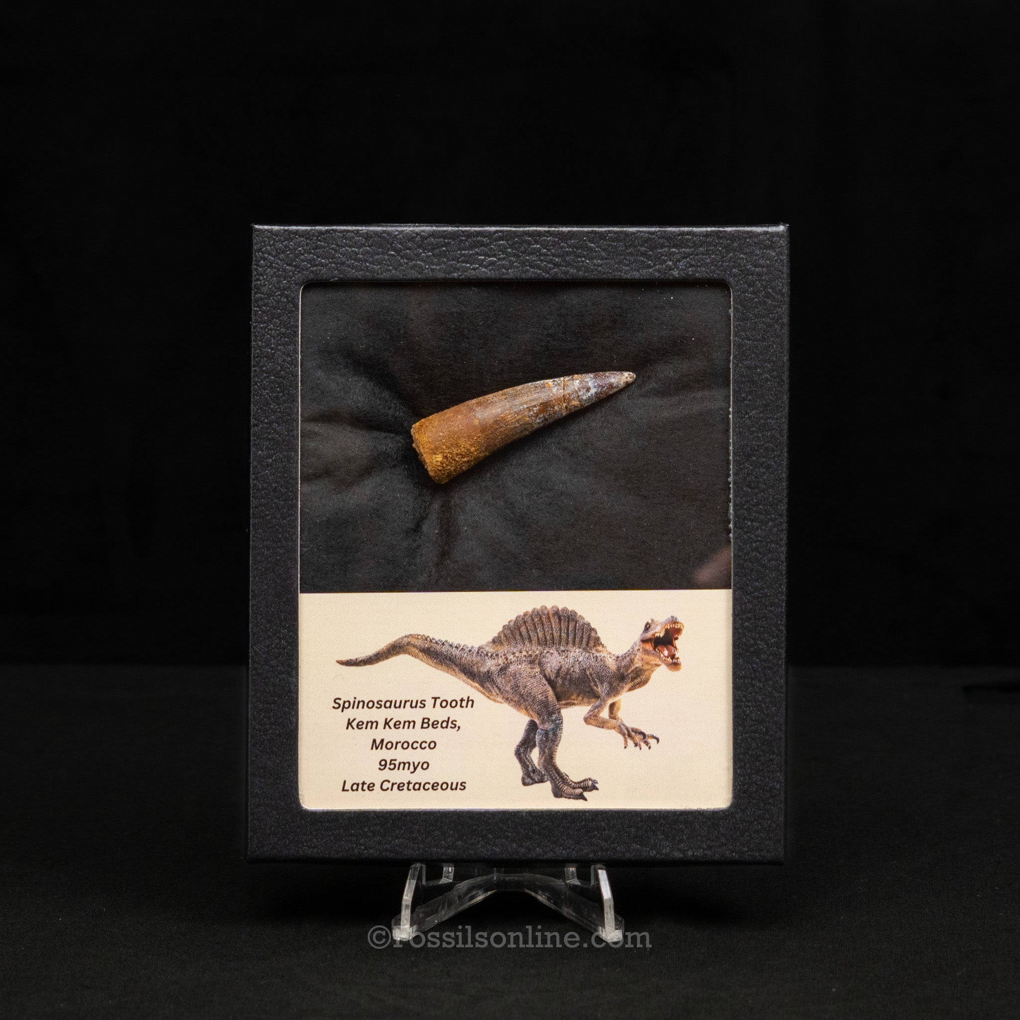 Spinosaurus Dinosaur Tooth Med Case