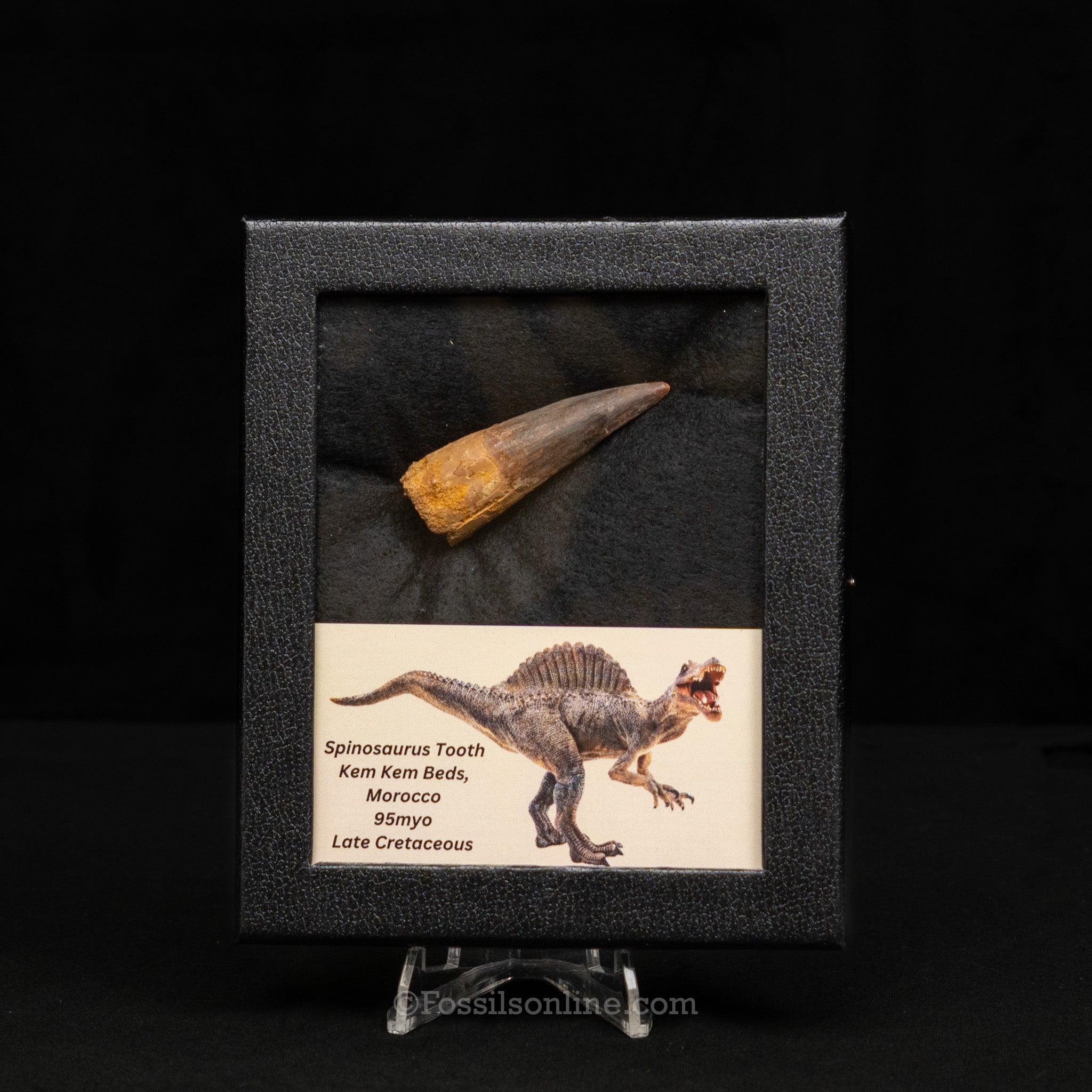 Spinosaurus Dinosaur Tooth Med Case