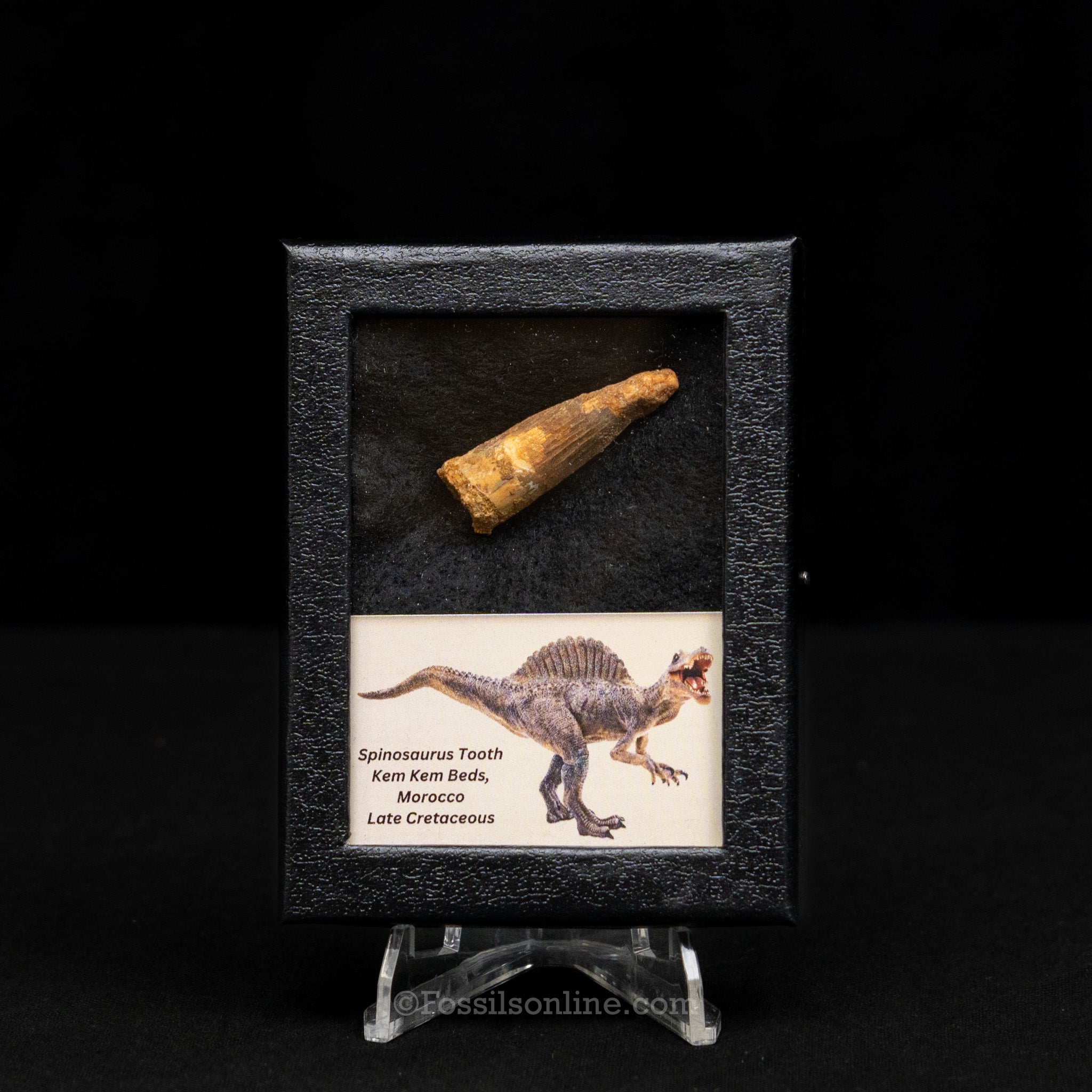 Spinosaurus Dinosaur Tooth Sm Case