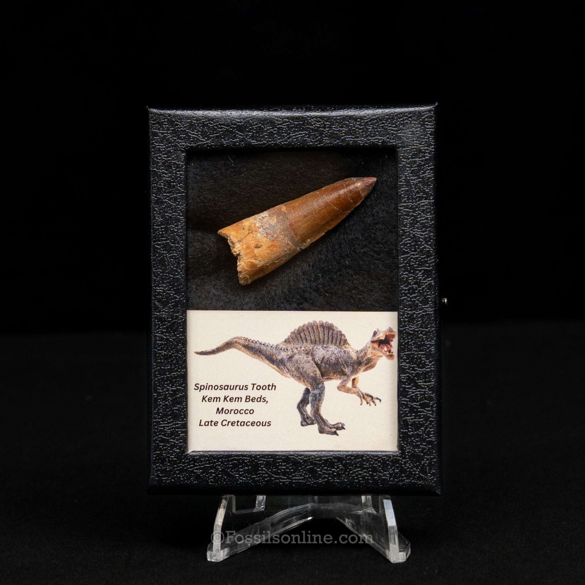 Spinosaurus Dinosaur Tooth Sm Case