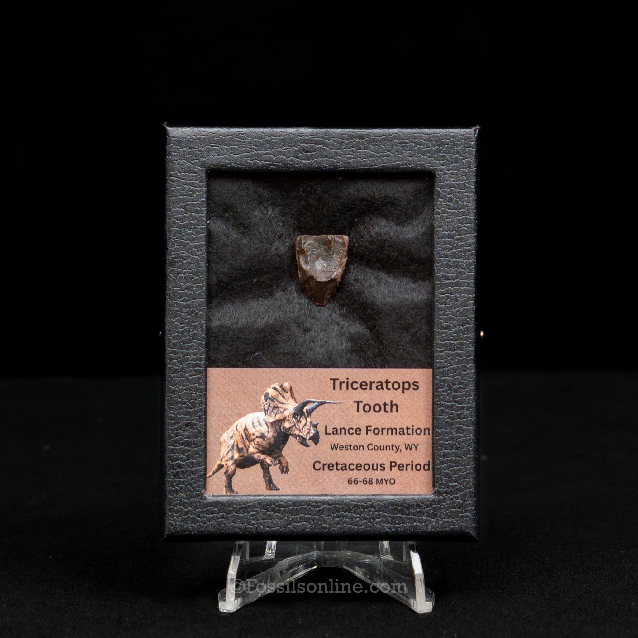 LG Triceratops Tooth in Case Lance FM
